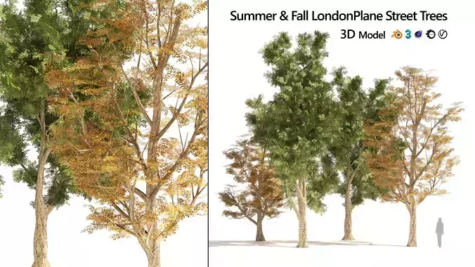 4 Summer and Fall Street london plane trees Low-poly 3D model