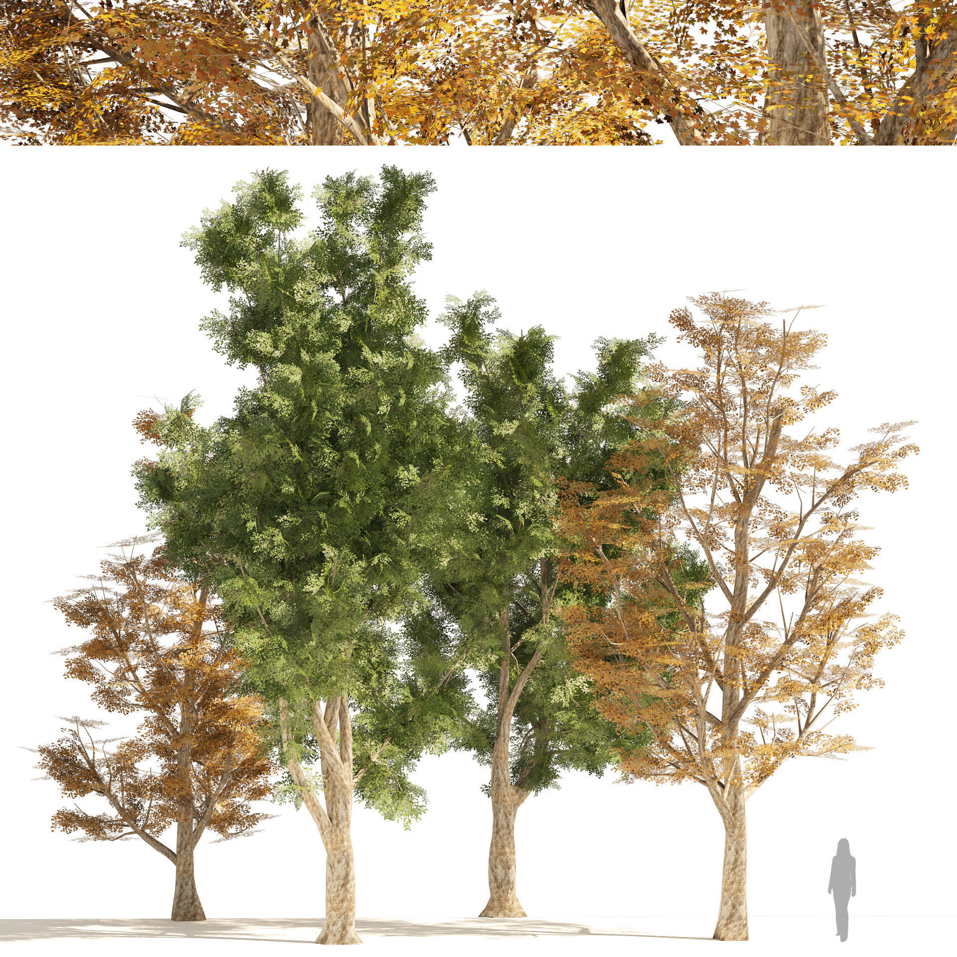 4 Summer and Fall Street london plane trees Low-poly 3D model_8