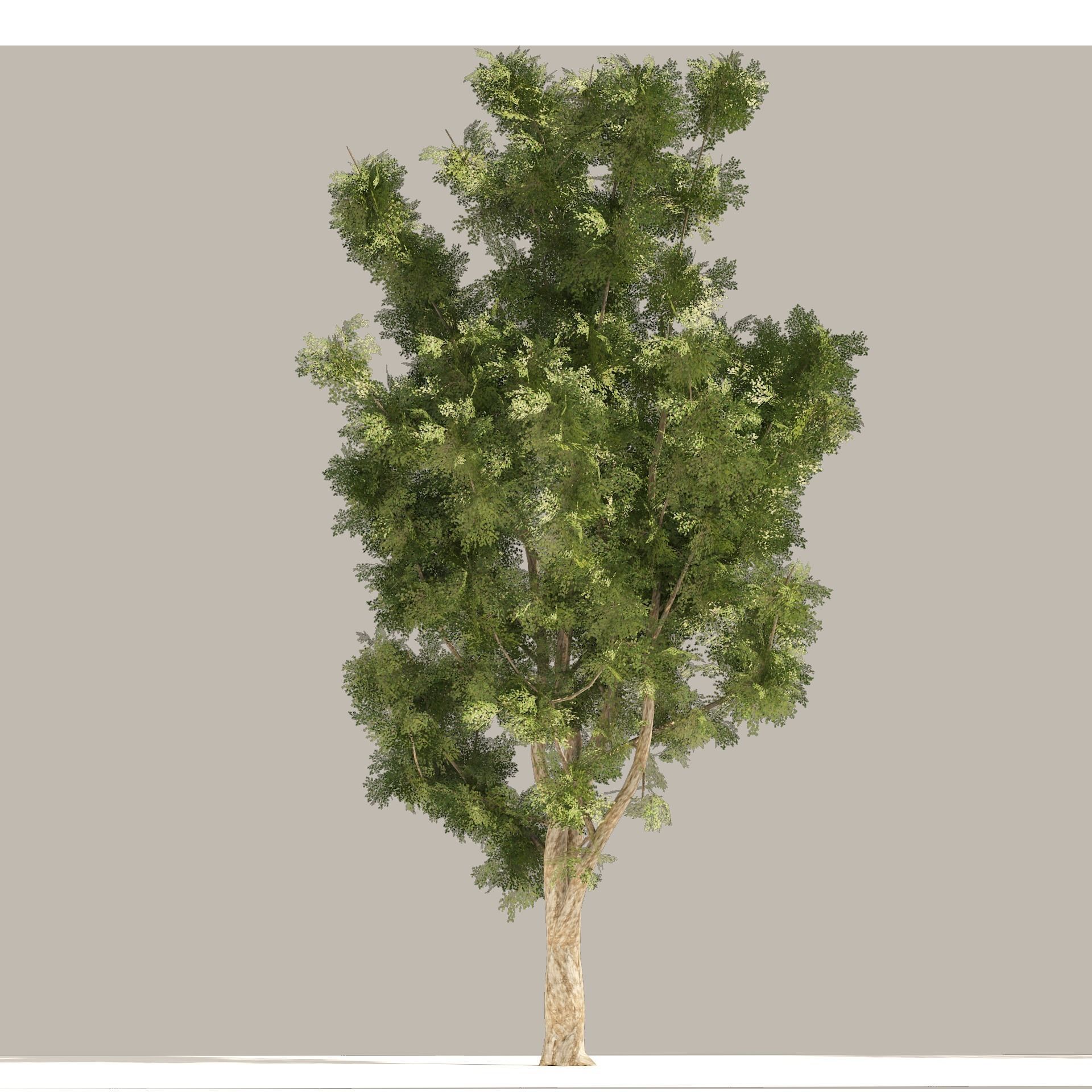 4 Summer and Fall Street london plane trees Low-poly 3D model_11