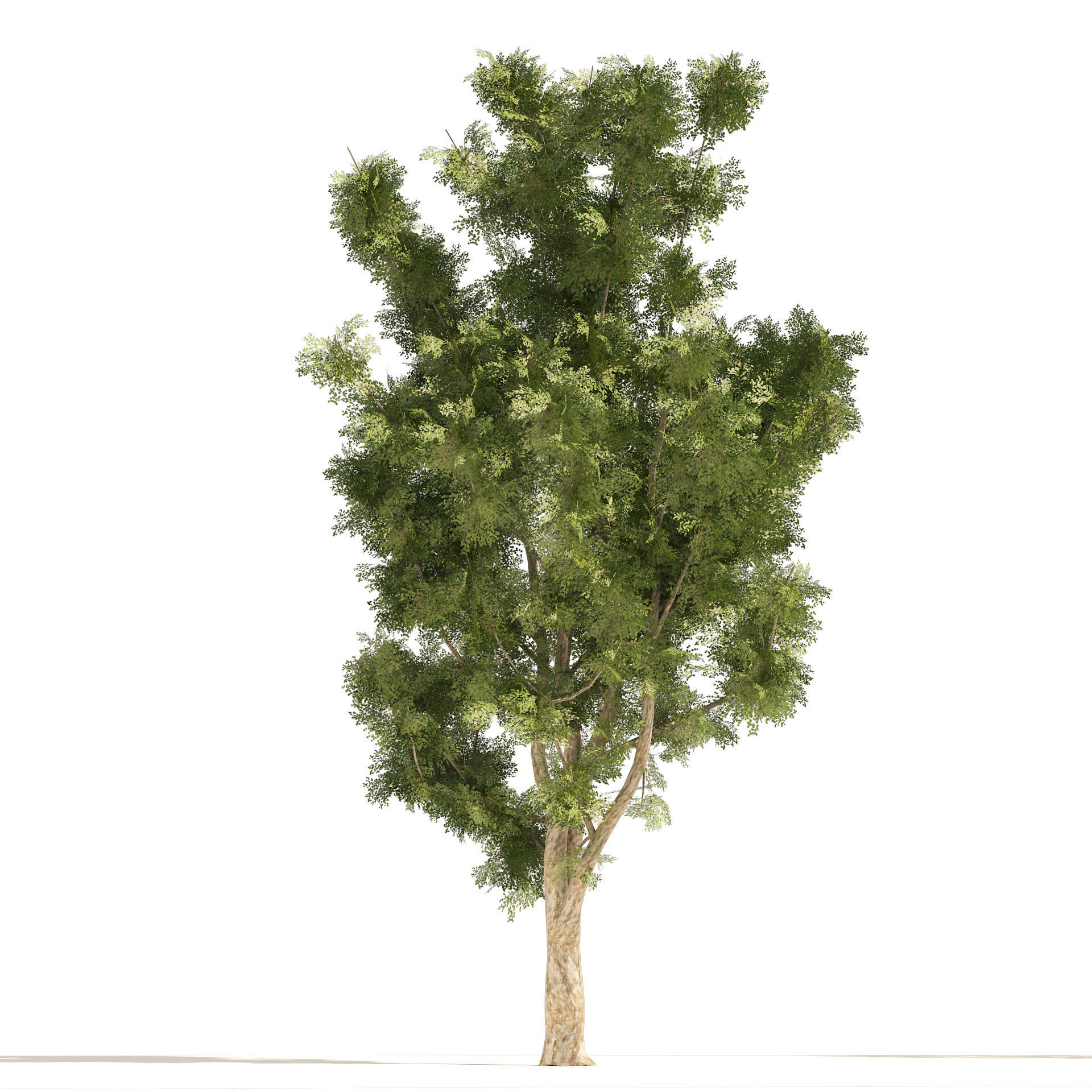 4 Summer and Fall Street london plane trees Low-poly 3D model_3