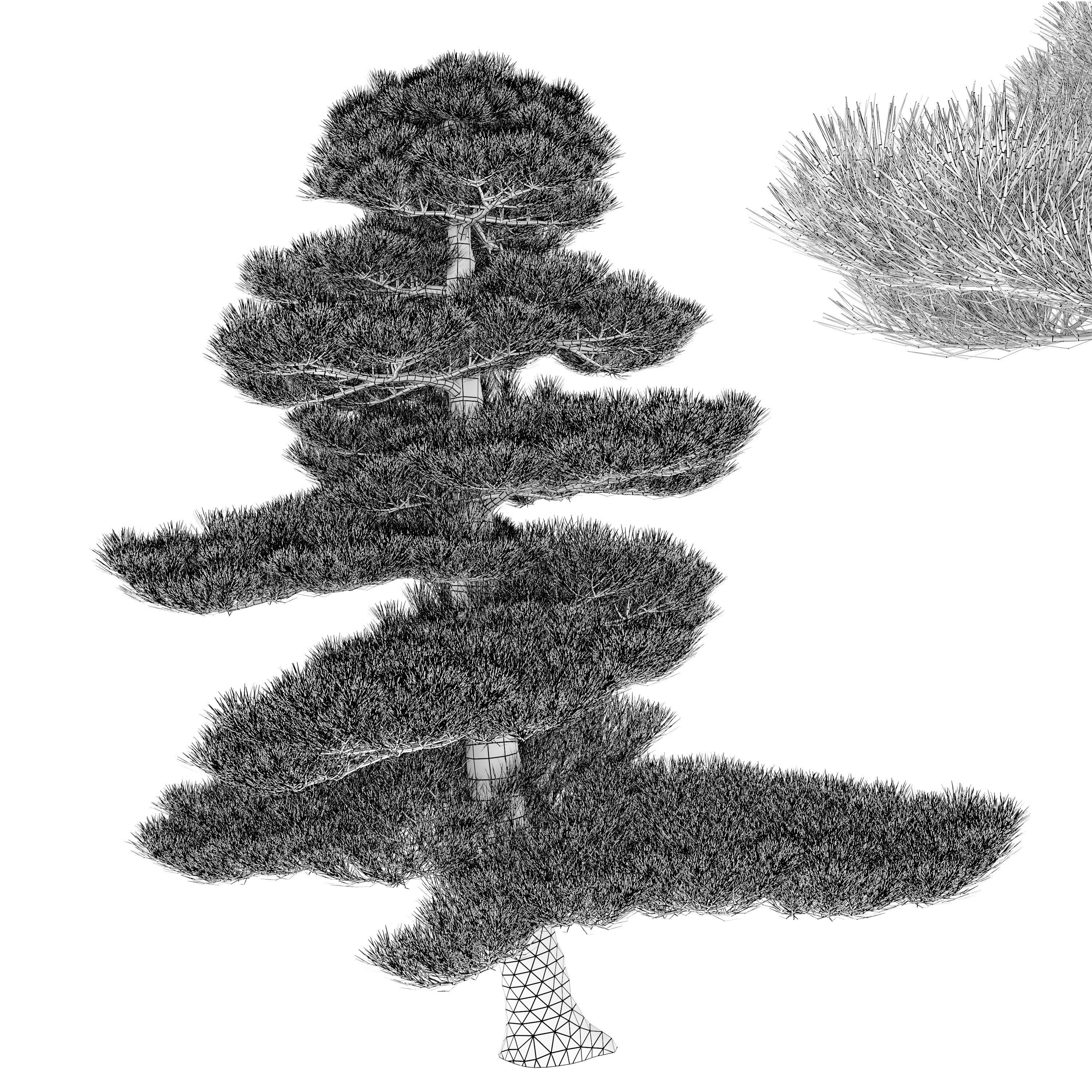 Chinese red pine 3D model_3