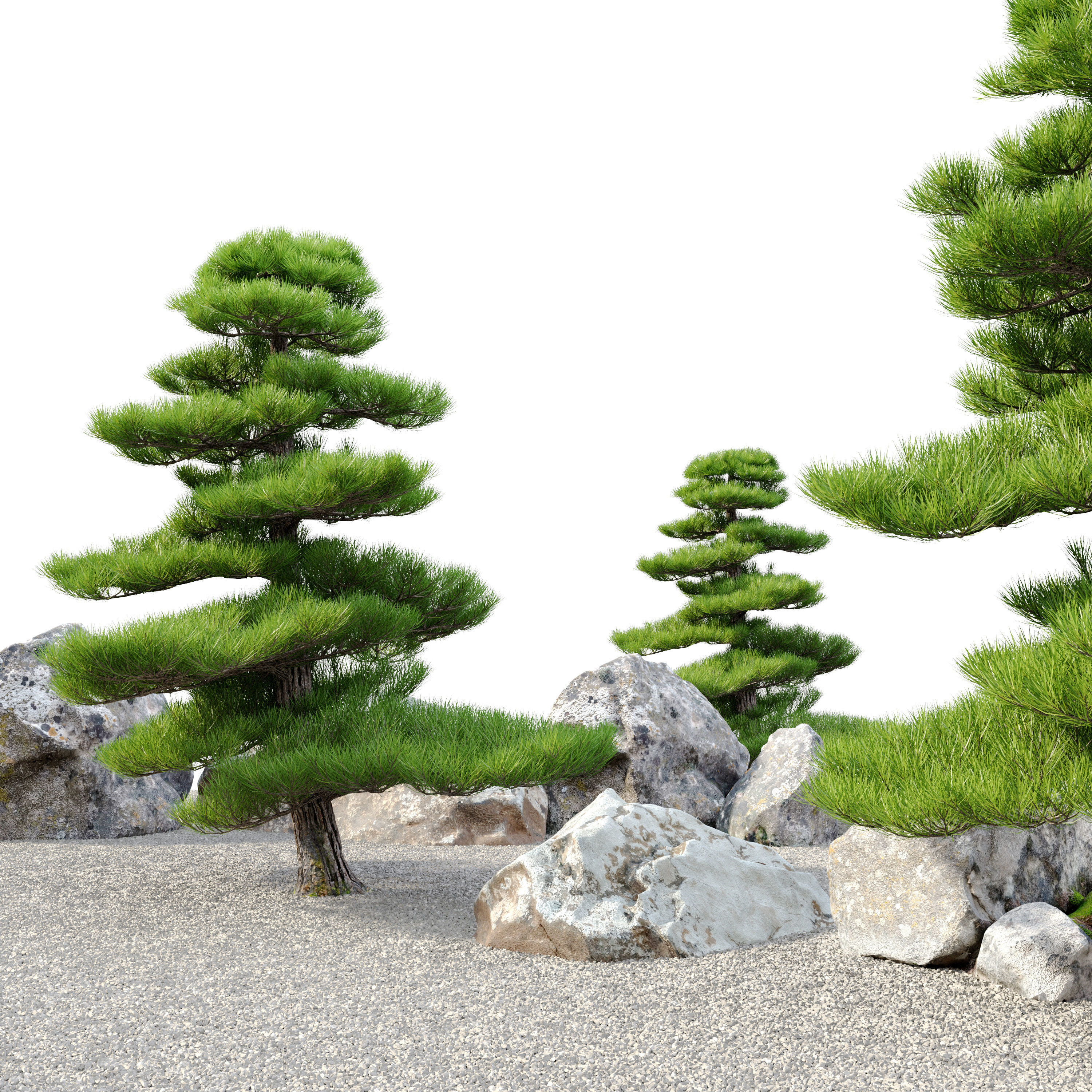 Chinese red pine 3D model_1