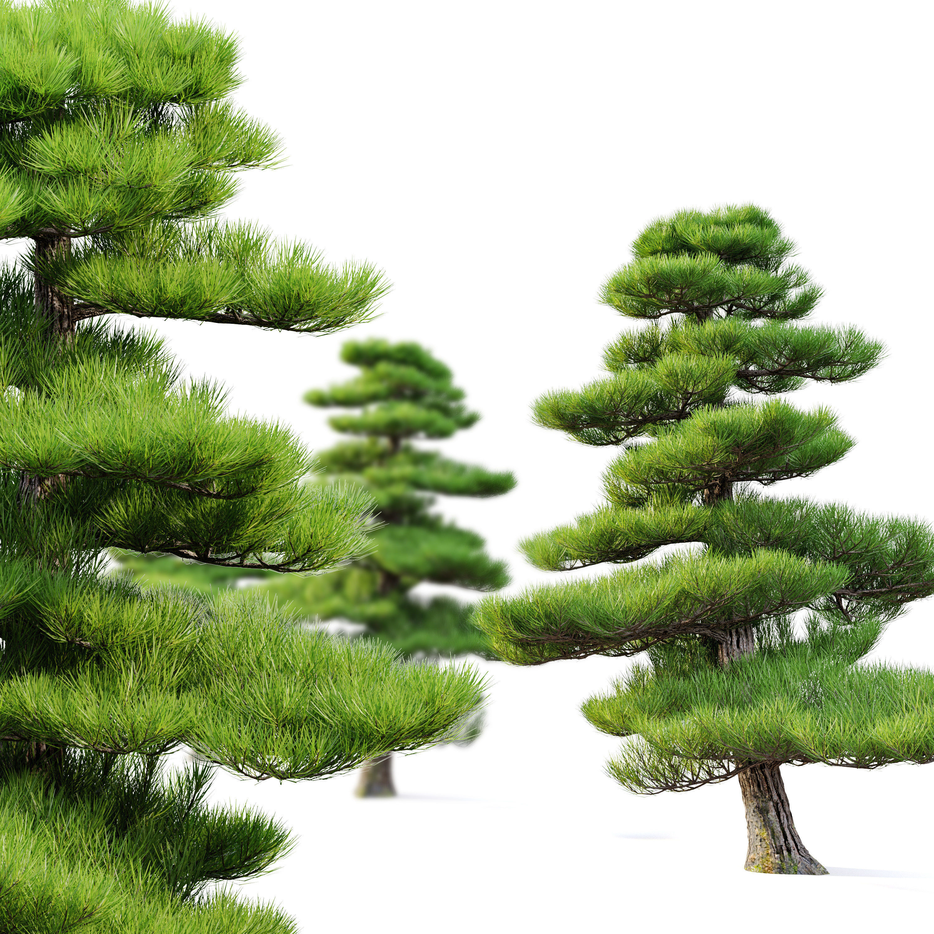 Chinese red pine 3D model_2