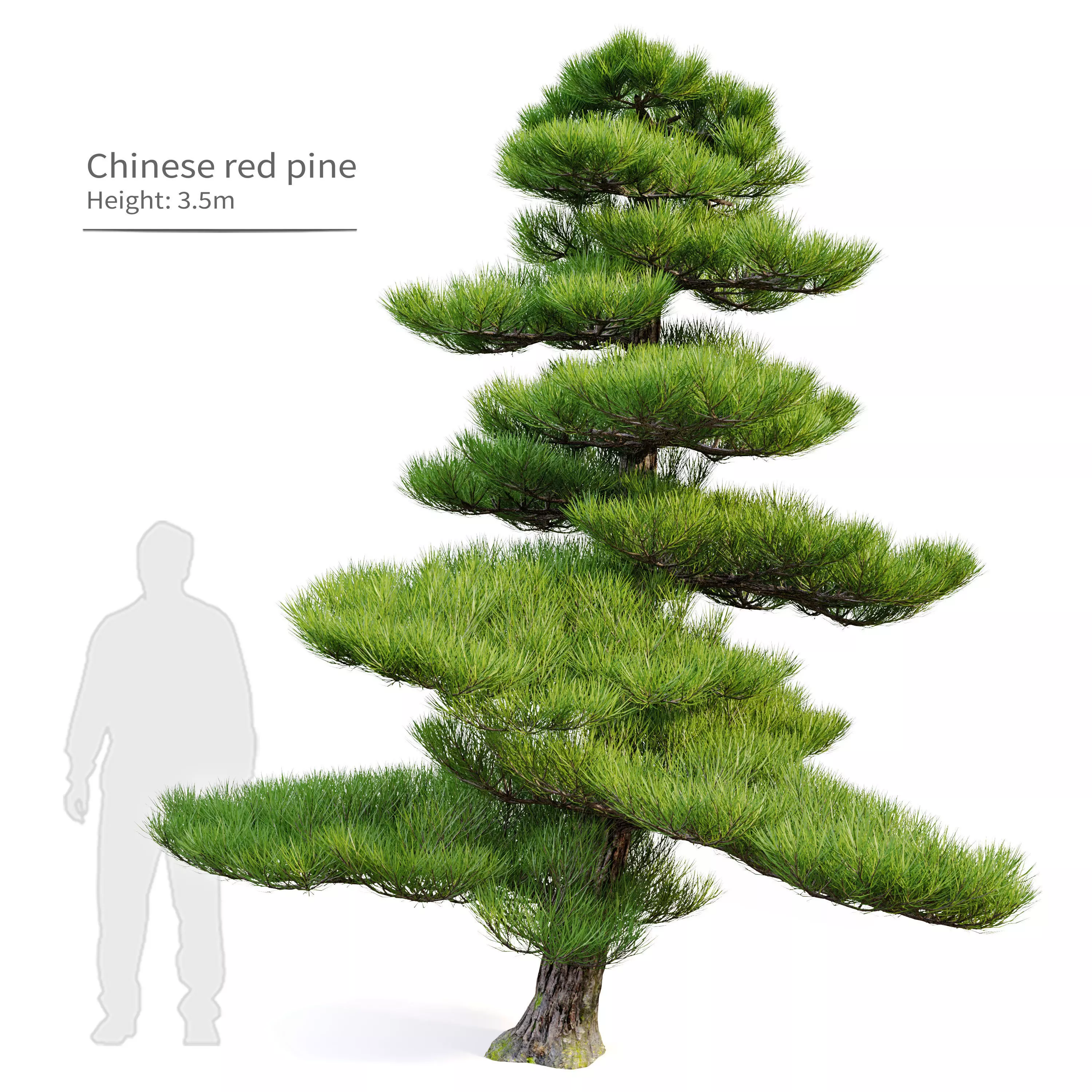 Chinese red pine 3D model_0