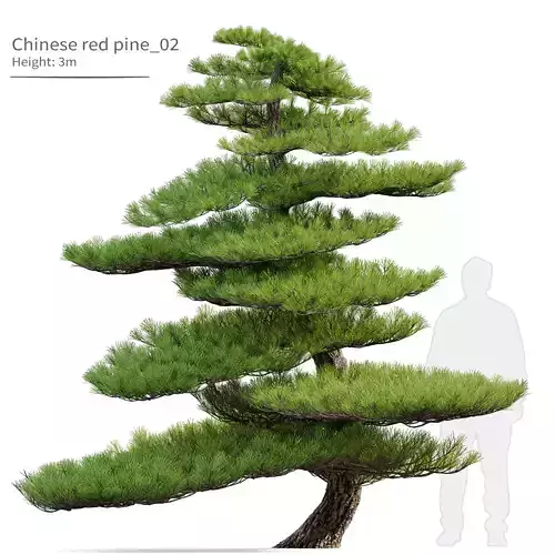 Chinese red pine 02