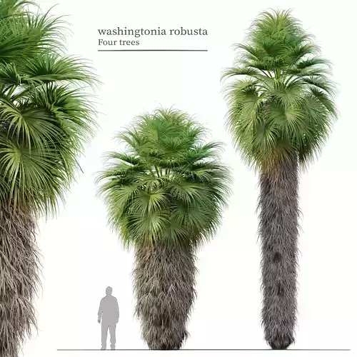 Washingtonia robusta 3D model