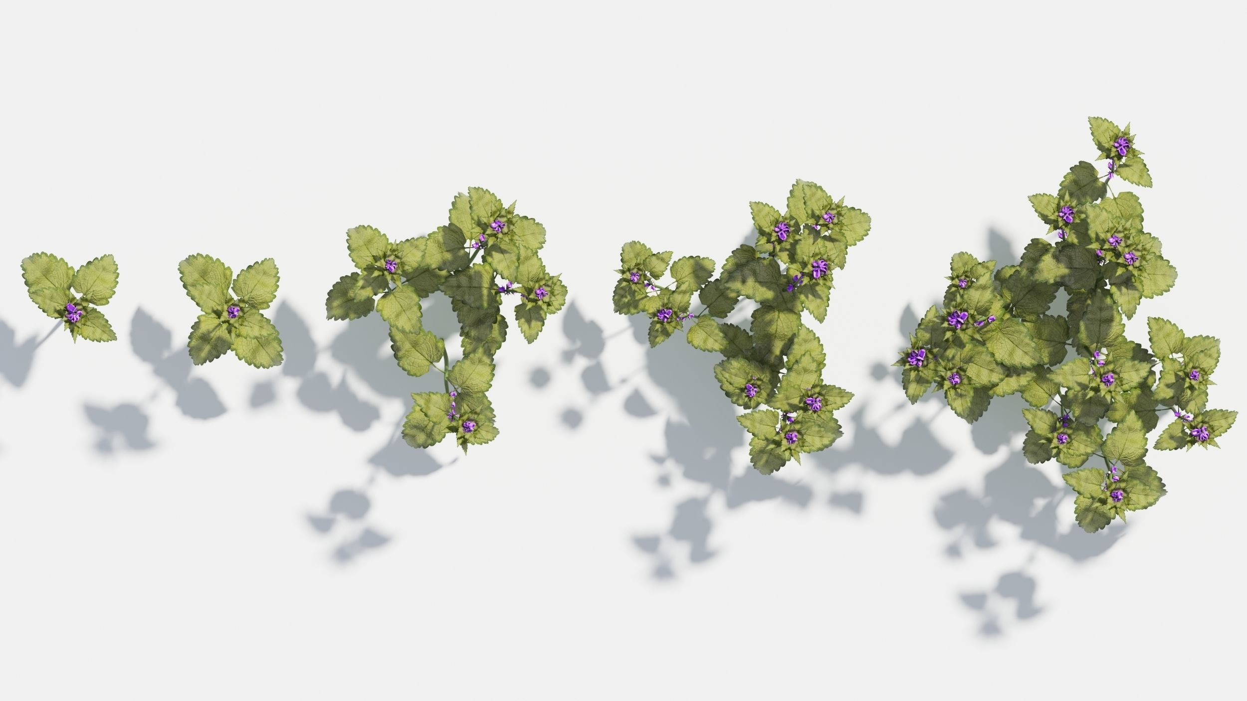 Lamium field of flowers 3D model_4