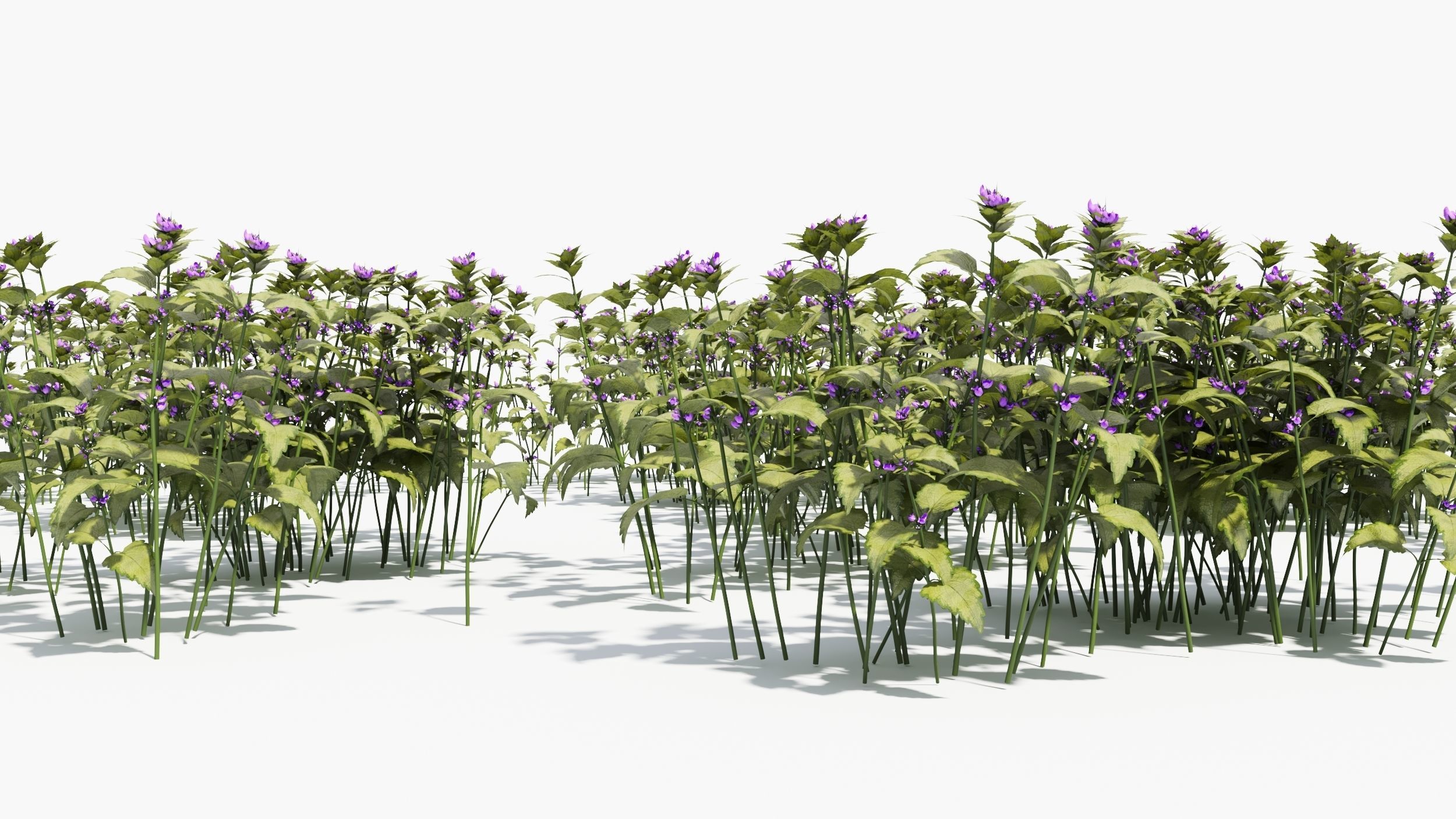 Lamium field of flowers 3D model_5