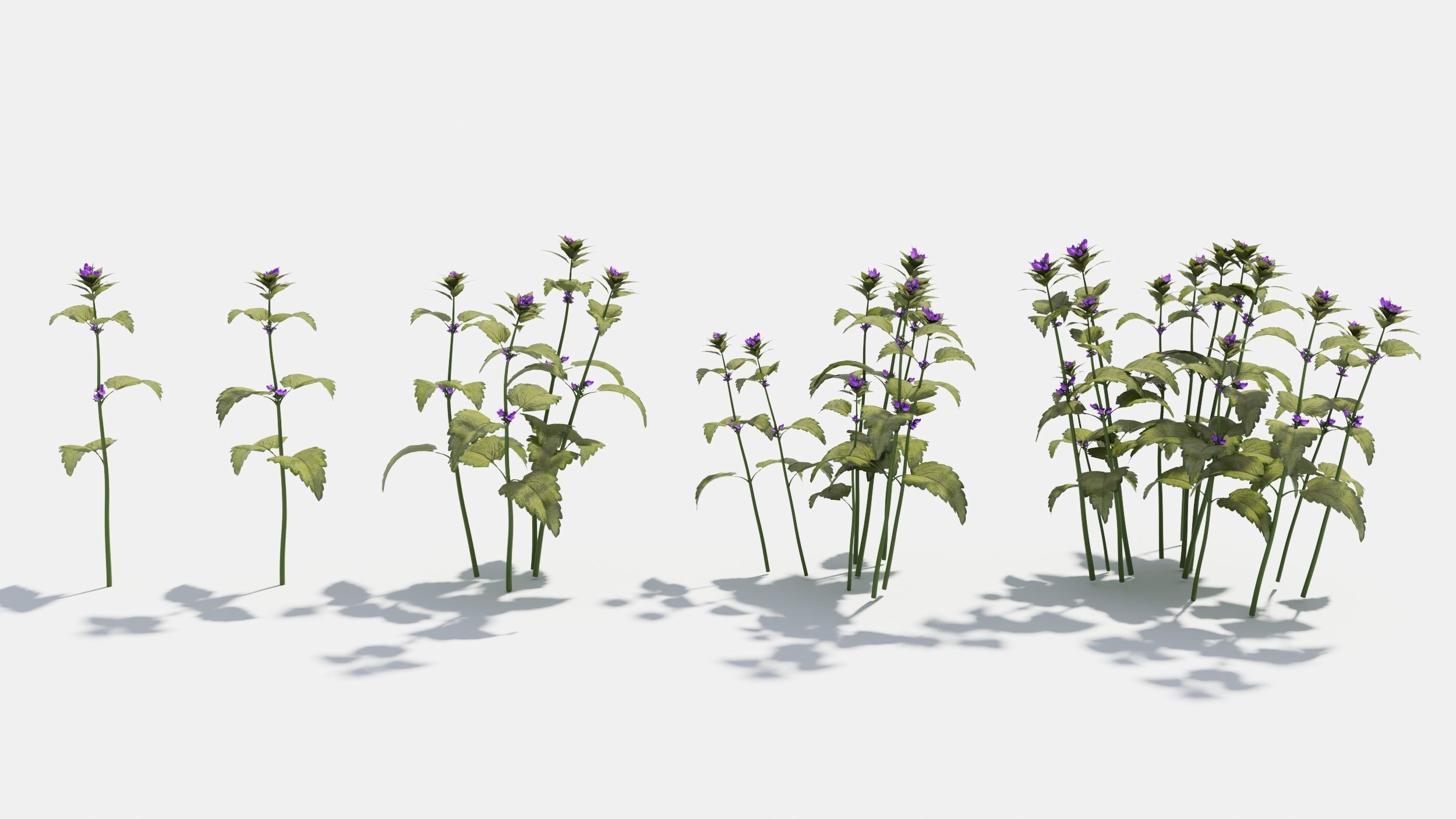 Lamium field of flowers 3D model_2