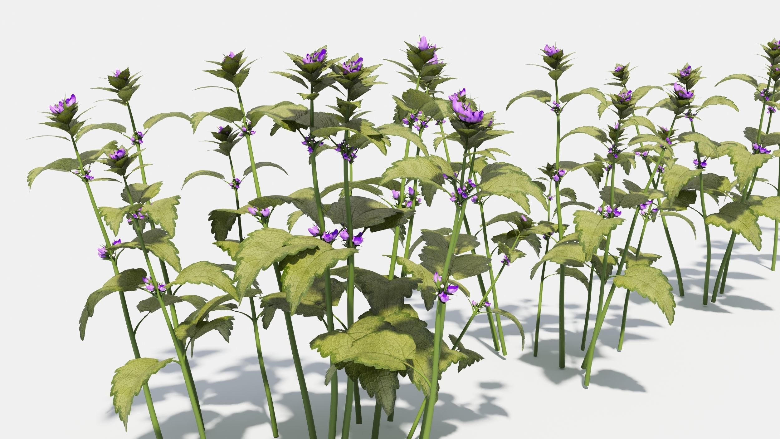 Lamium field of flowers 3D model_3