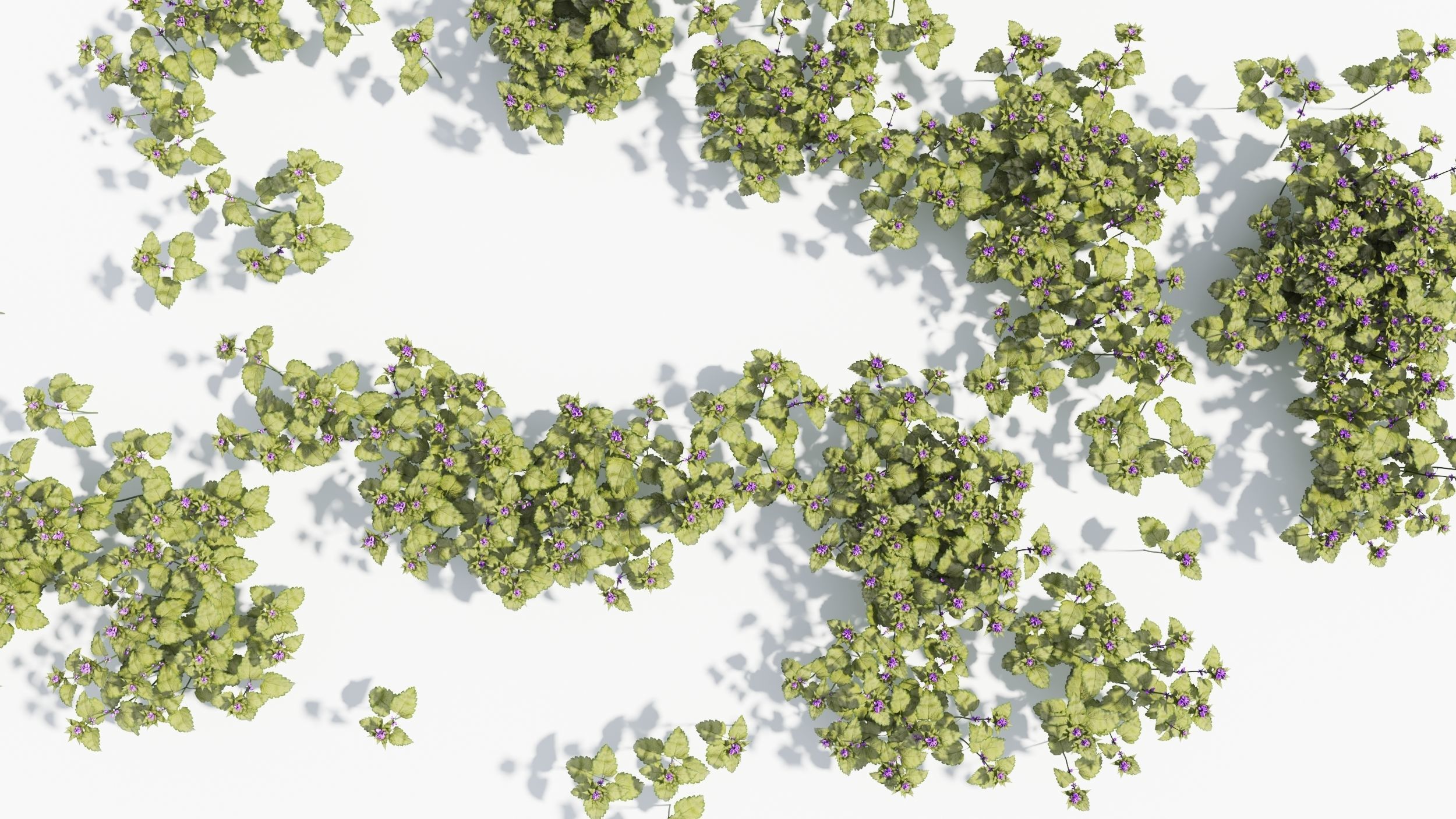 Lamium field of flowers 3D model_8