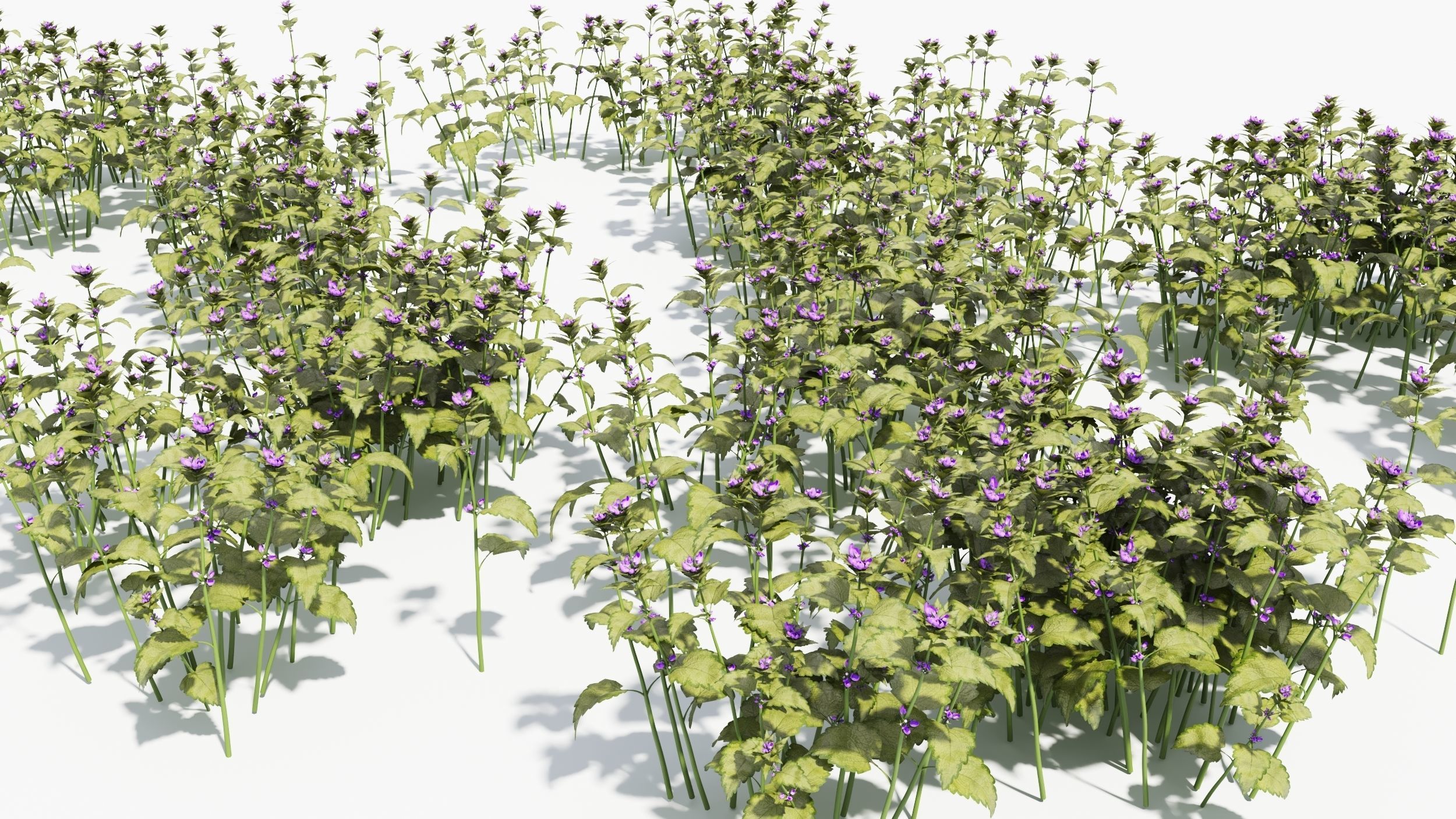 Lamium field of flowers 3D model_7