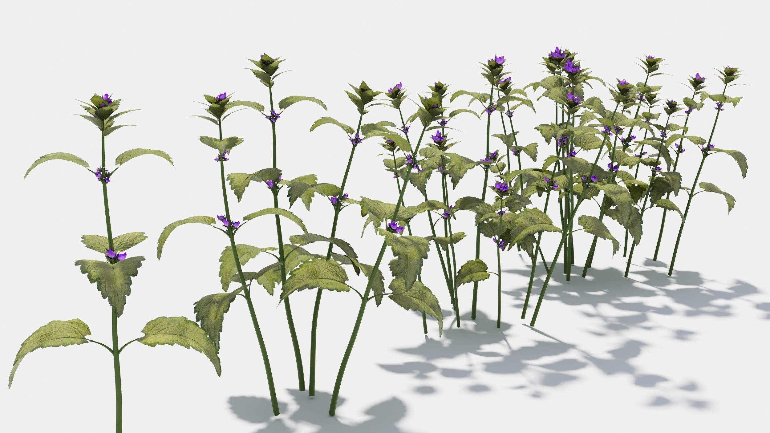 Lamium field of flowers 3D model_1