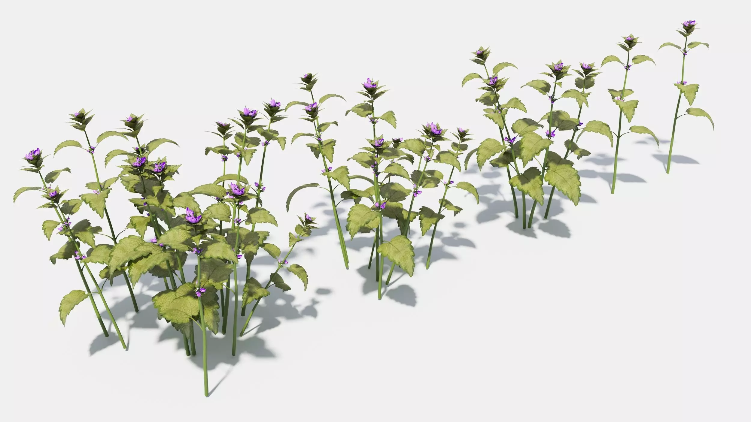 Lamium field of flowers 3D model_0