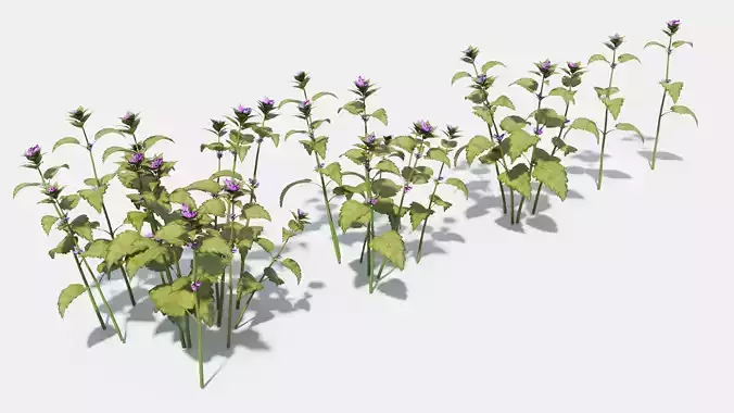 Lamium field of flowers