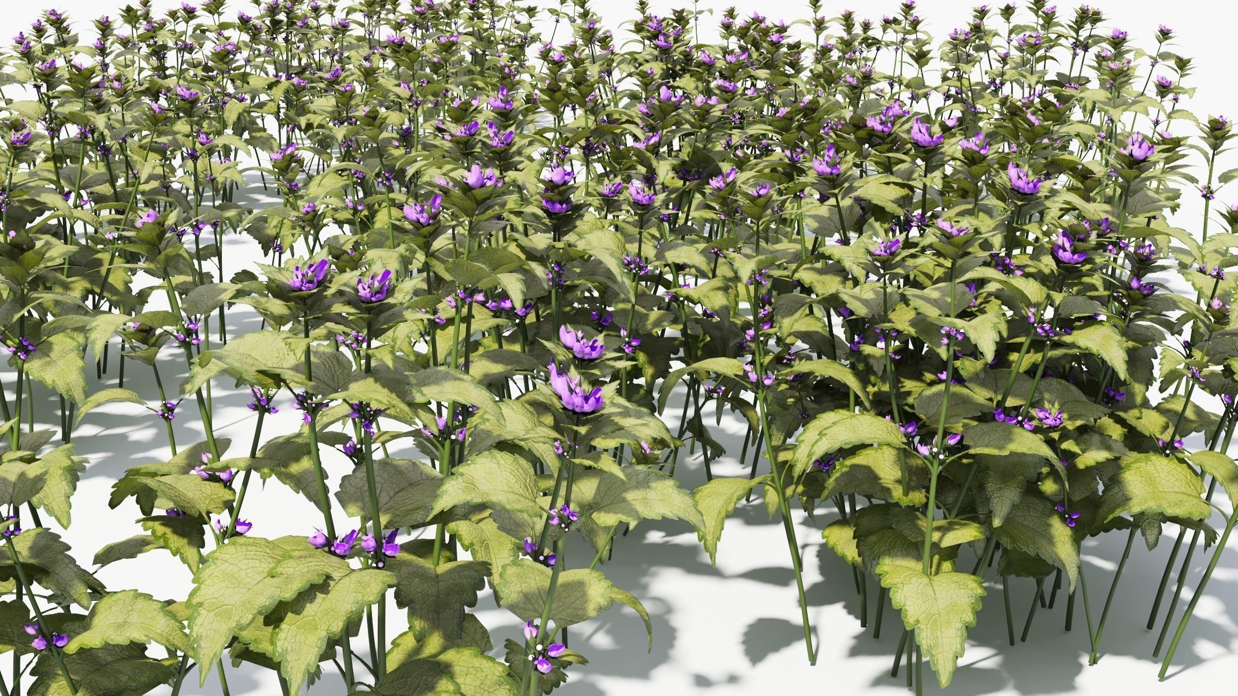 Lamium field of flowers 3D model_6