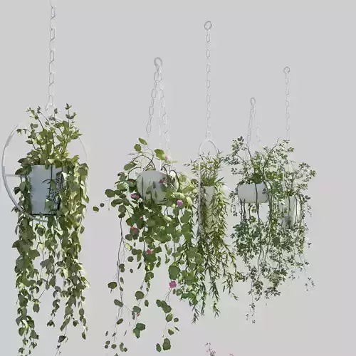 Hanging Pots with Plants