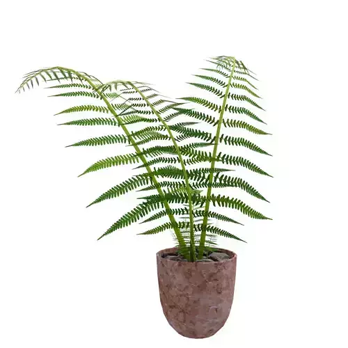 Fern Plant 