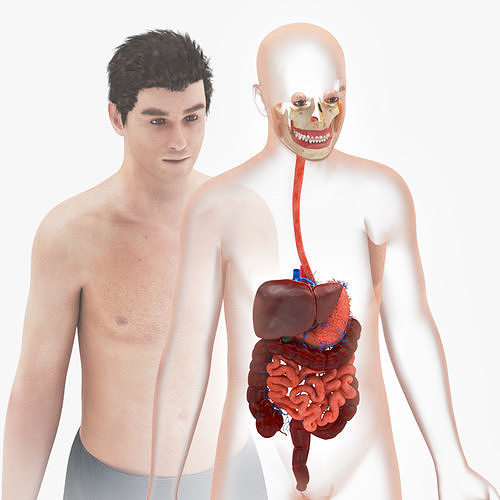 Human Digestive System Low-poly 3D model