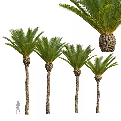 New Plant High detail Phoenix Canariensis Decorative Garden 3D model