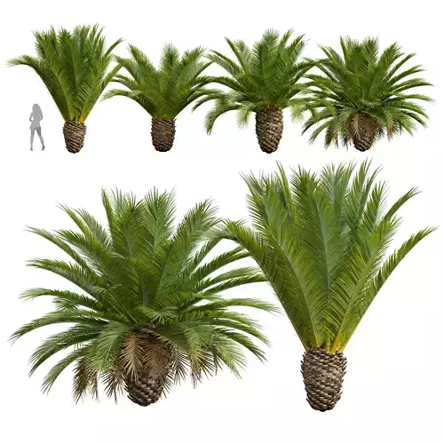 Phoenix Canariensis Decorative Garden Small 3D model