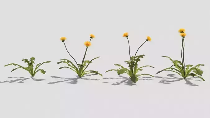 Taraxacum dandelion flowers