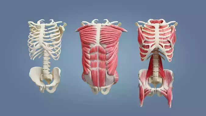 Human Upper Body Muscles Low-poly 3D model