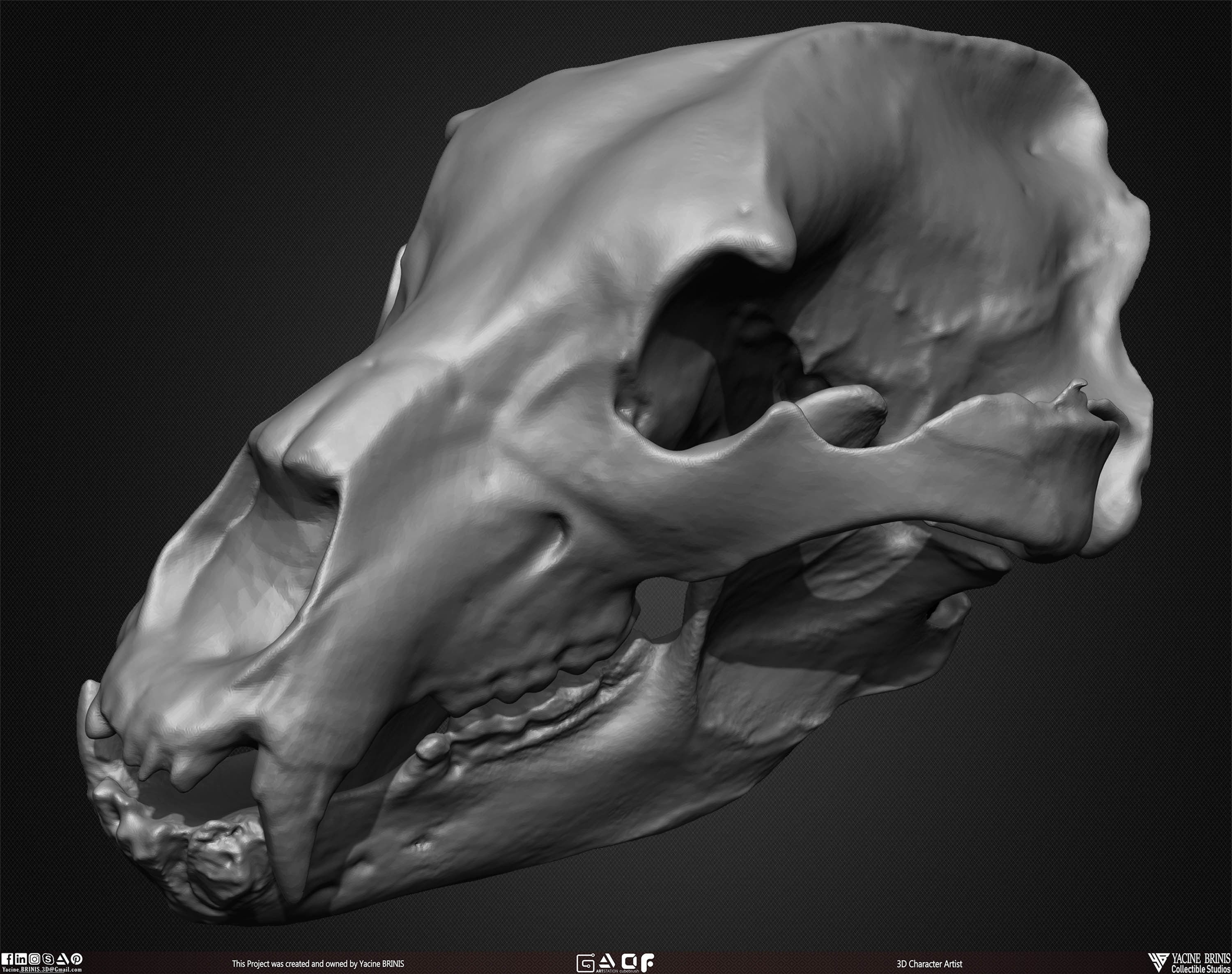 20 Animal Skulls Collection 01 Low-poly 3D model_49