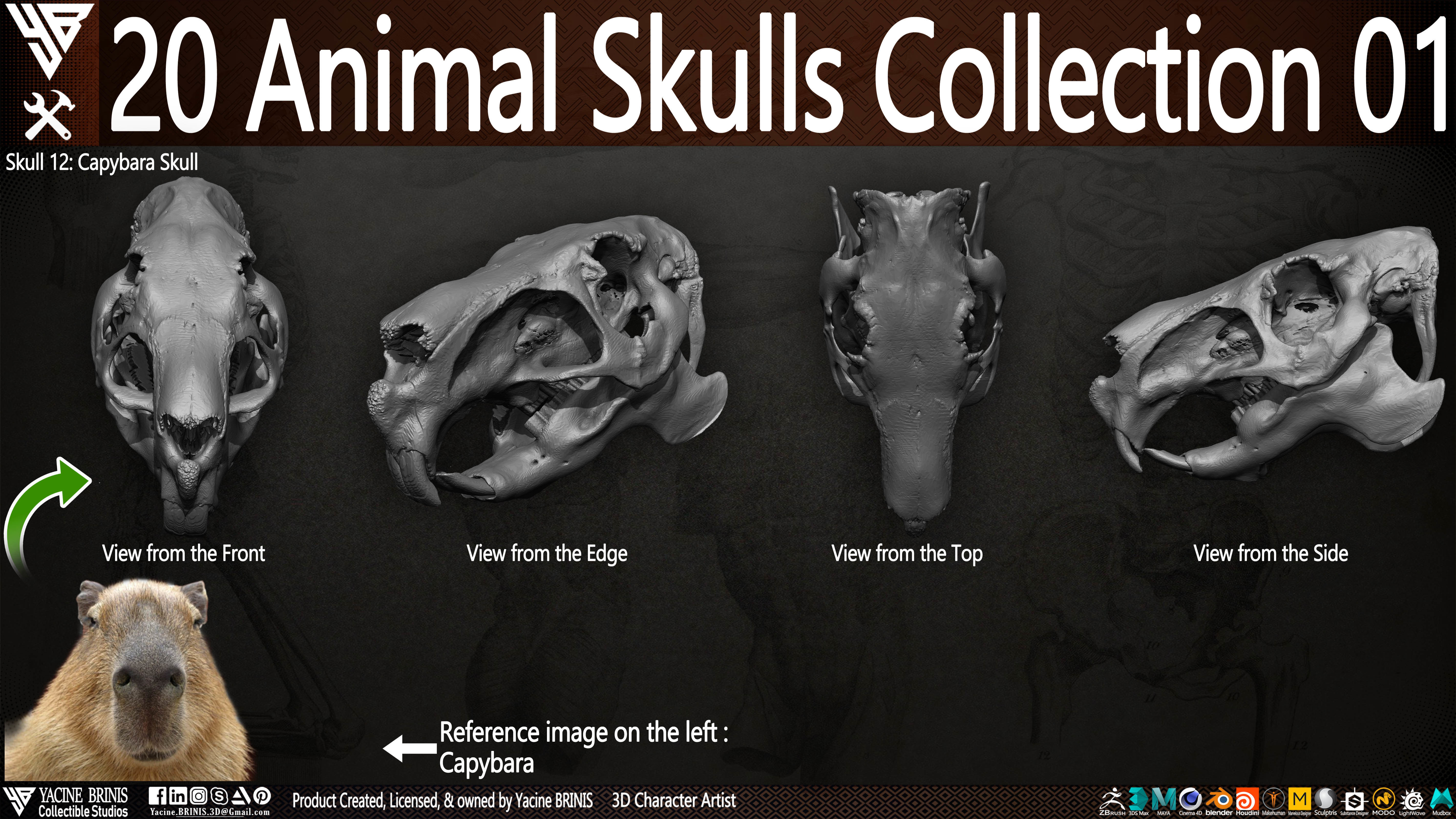 20 Animal Skulls Collection 01 Low-poly 3D model_13