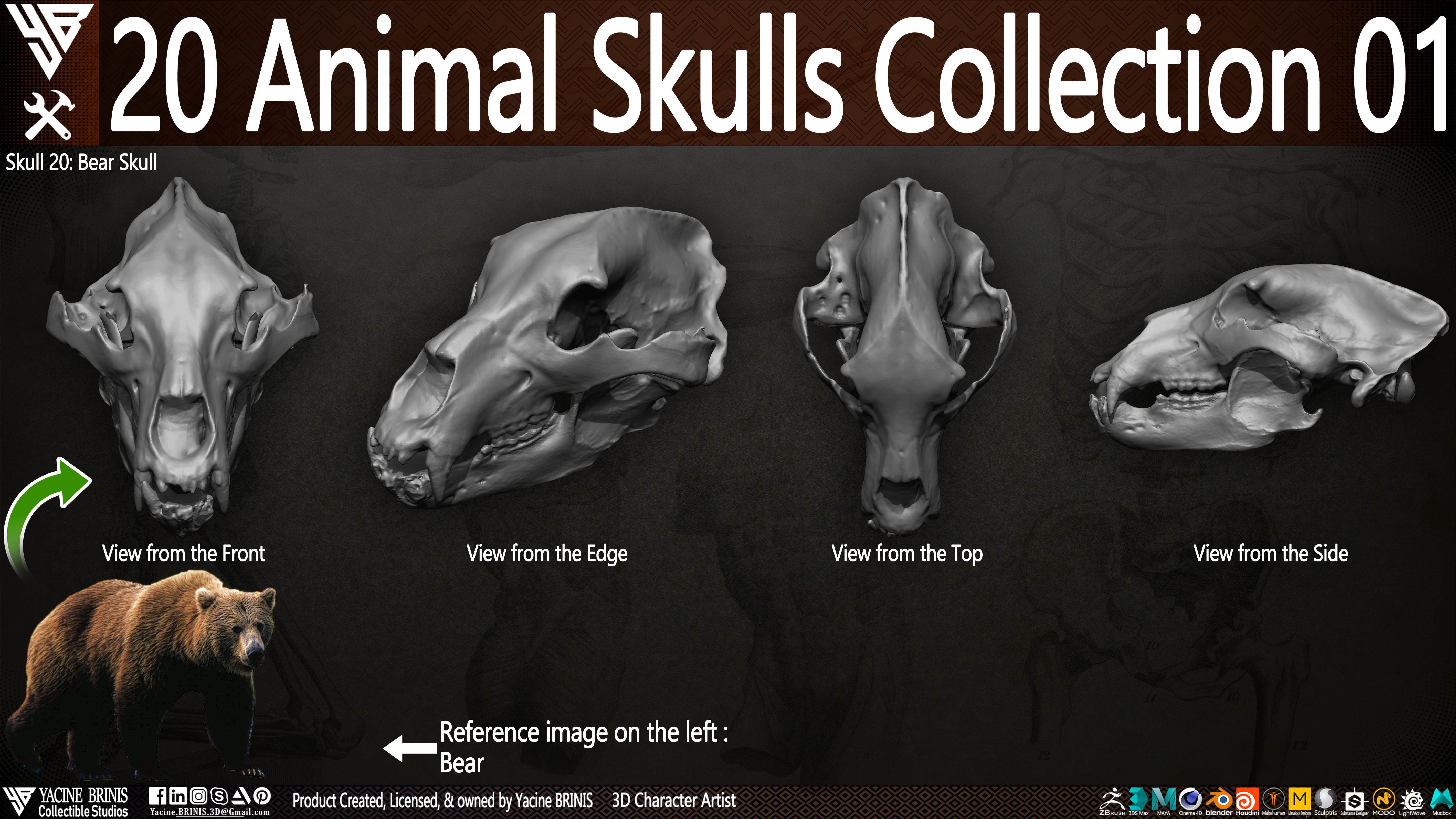 20 Animal Skulls Collection 01 Low-poly 3D model_3