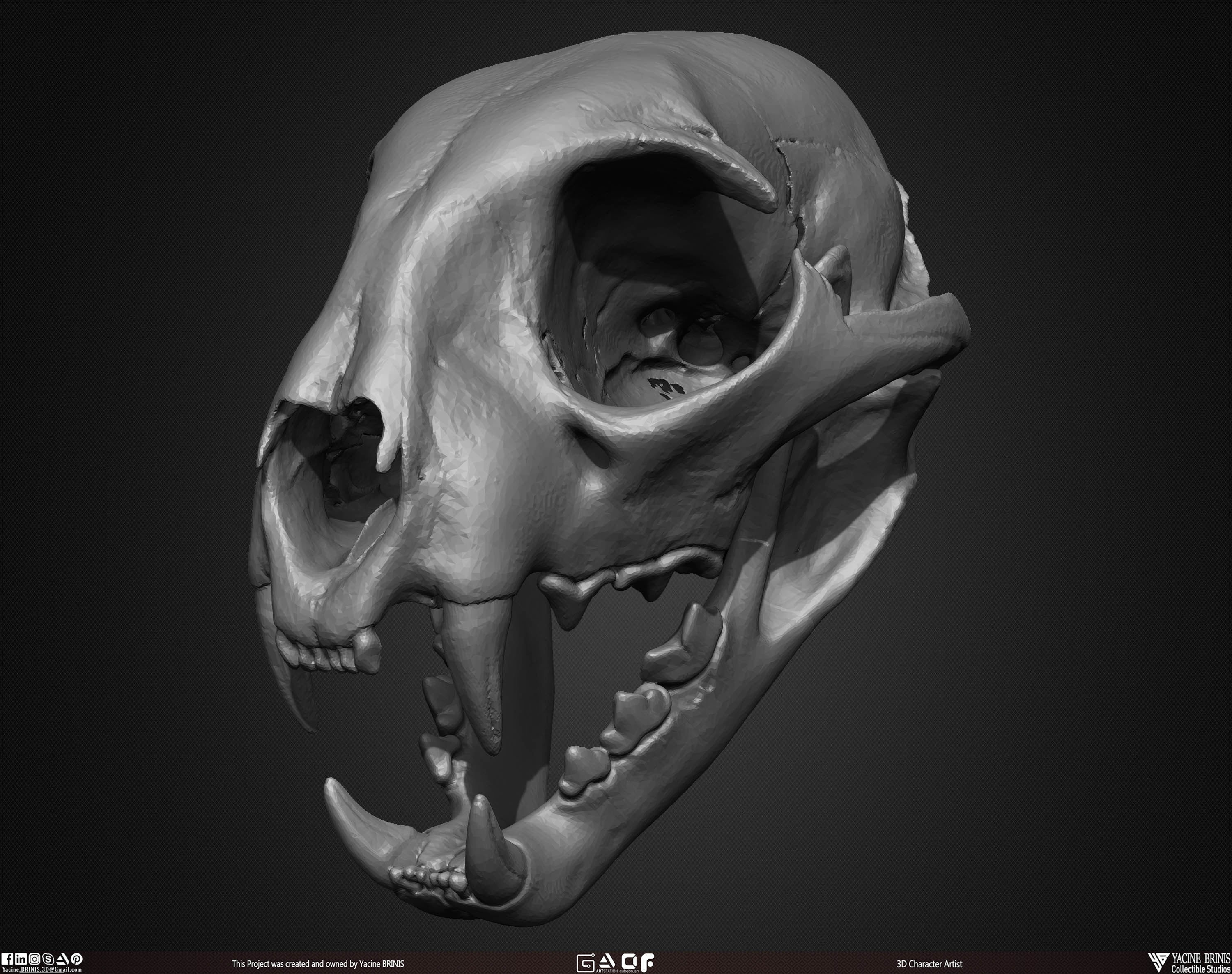 20 Animal Skulls Collection 01 Low-poly 3D model_47