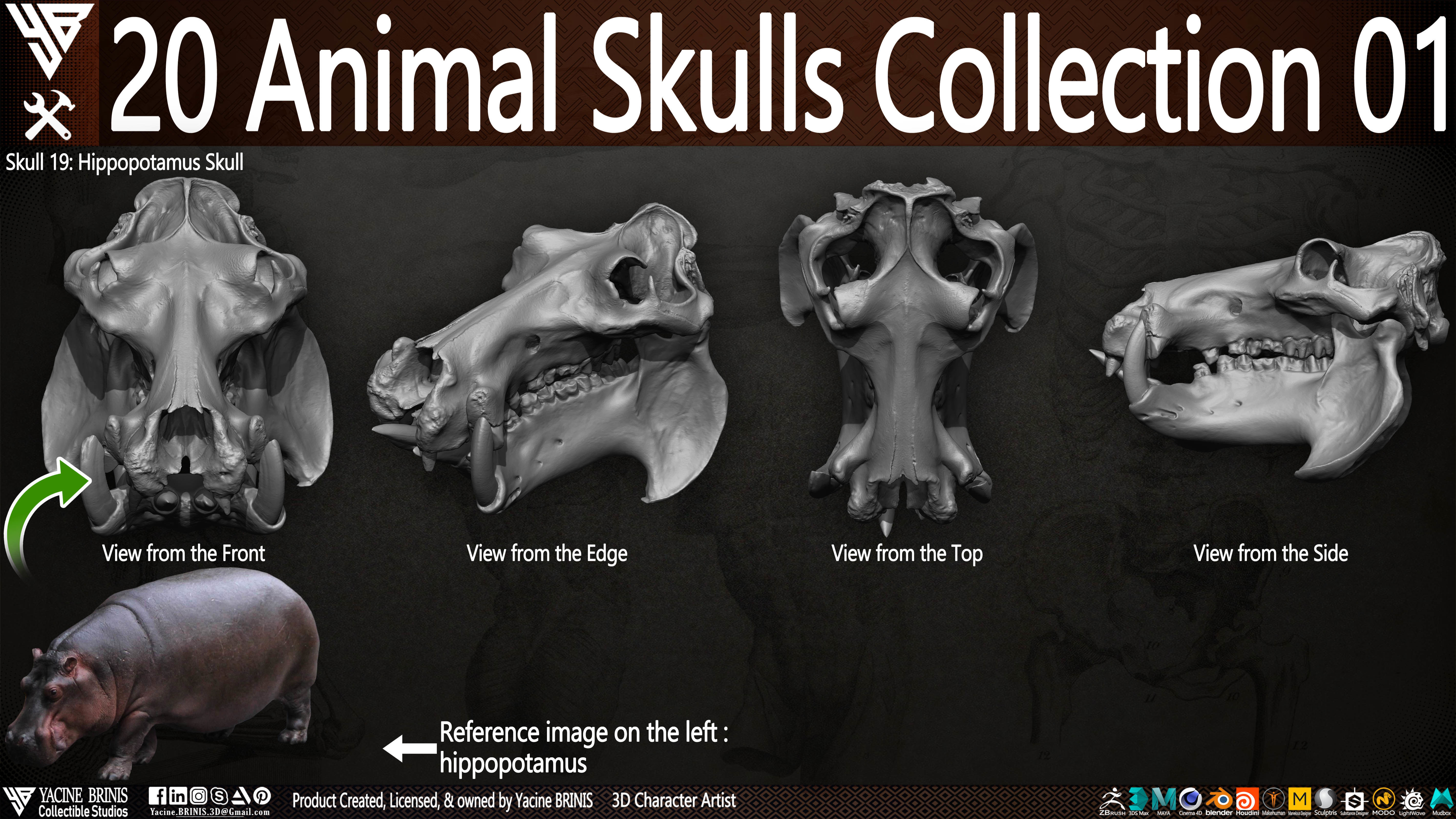 20 Animal Skulls Collection 01 Low-poly 3D model_2