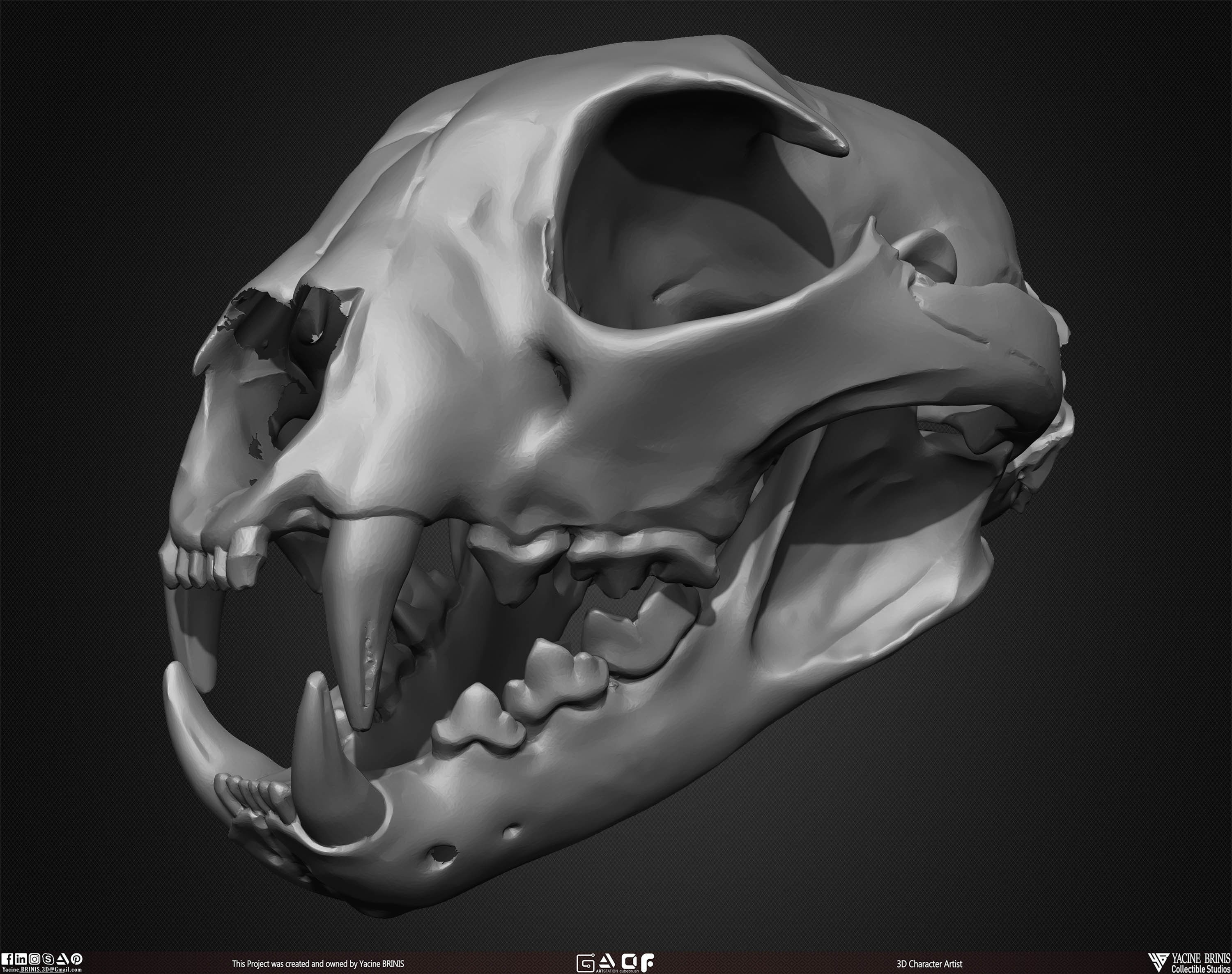 20 Animal Skulls Collection 01 Low-poly 3D model_32