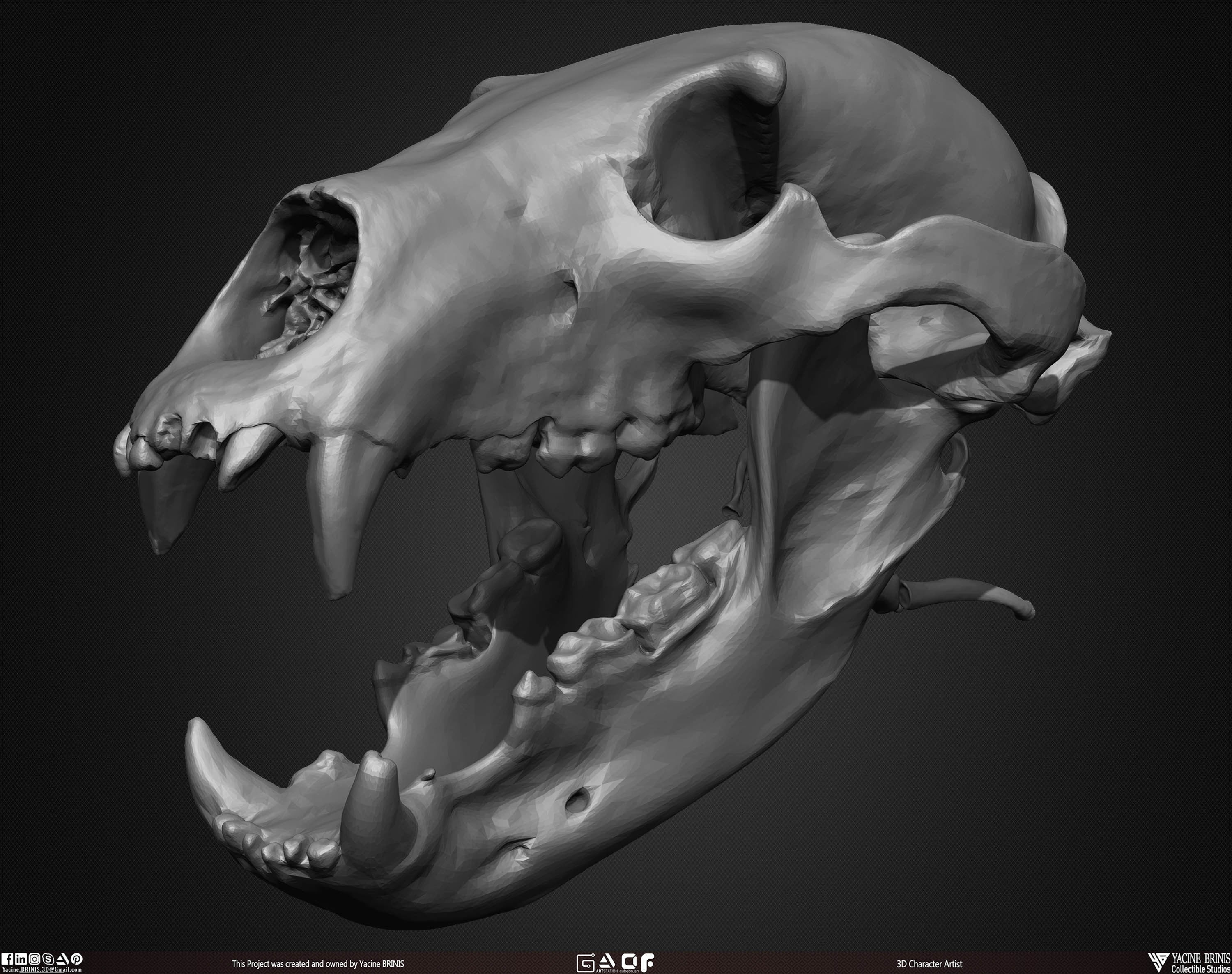 20 Animal Skulls Collection 01 Low-poly 3D model_43