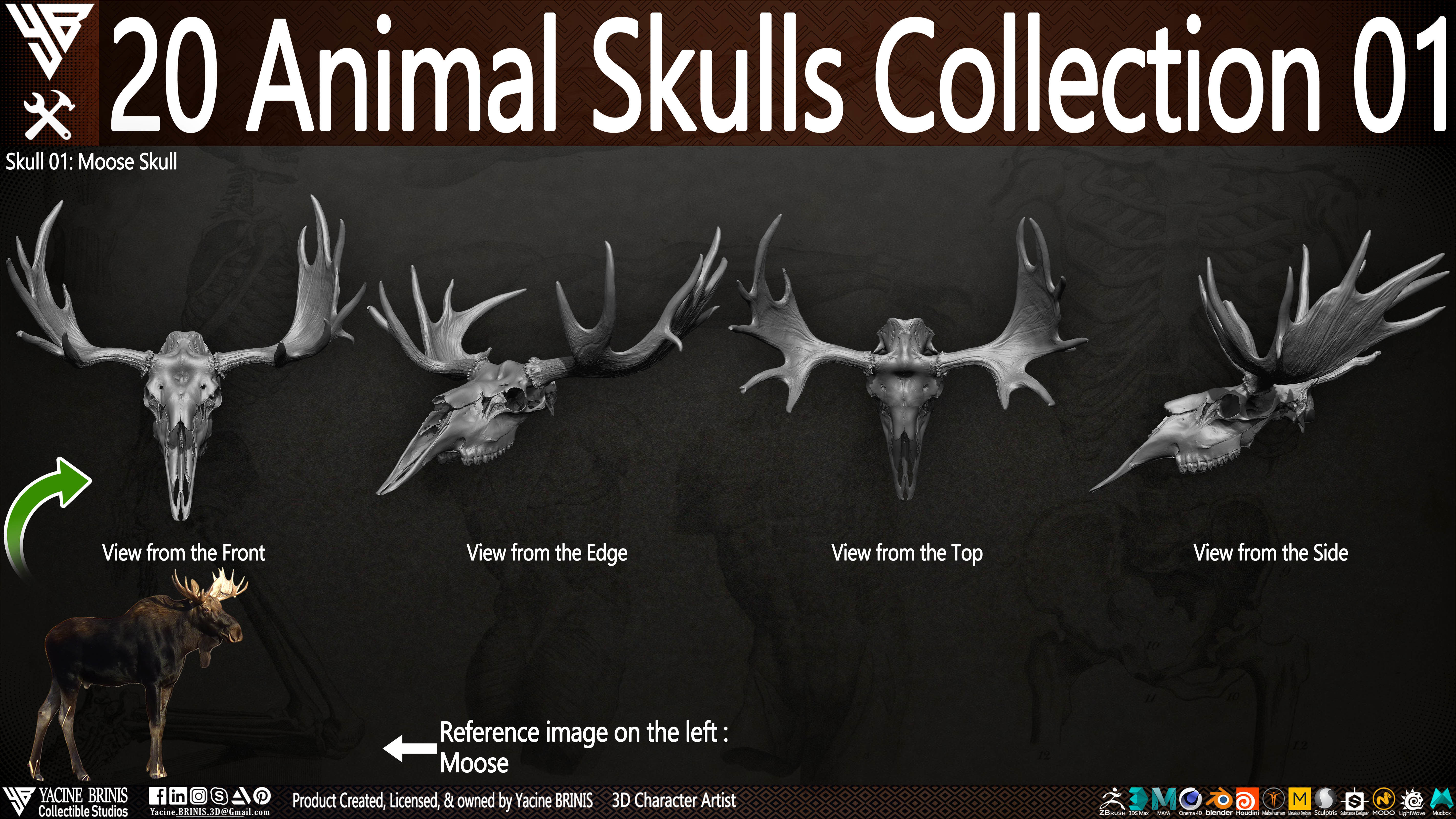 20 Animal Skulls Collection 01 Low-poly 3D model_25