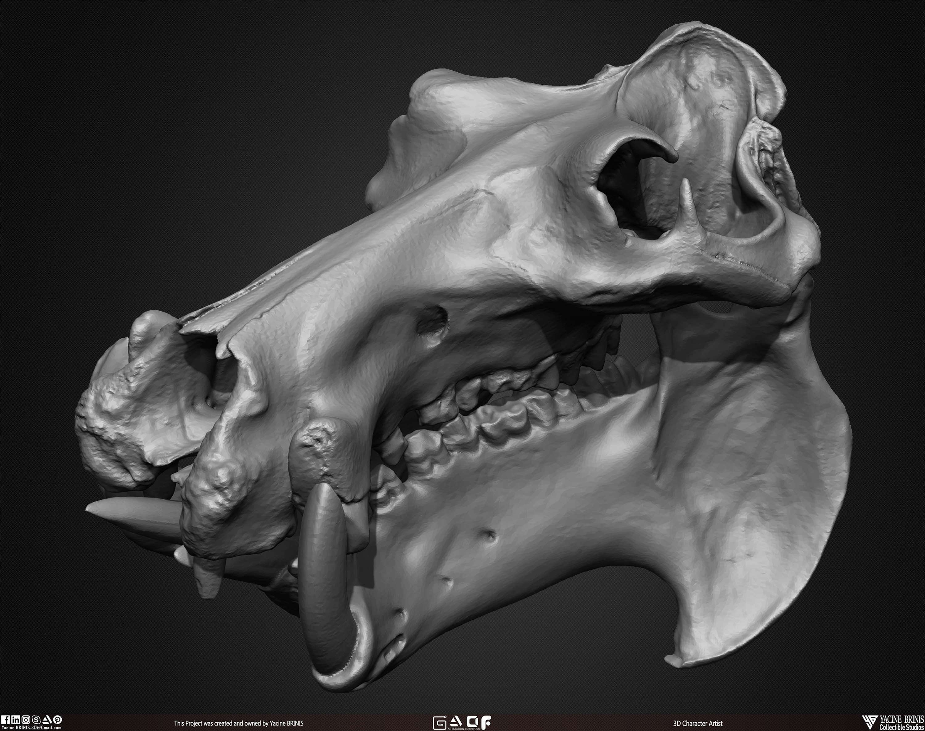 20 Animal Skulls Collection 01 Low-poly 3D model_48