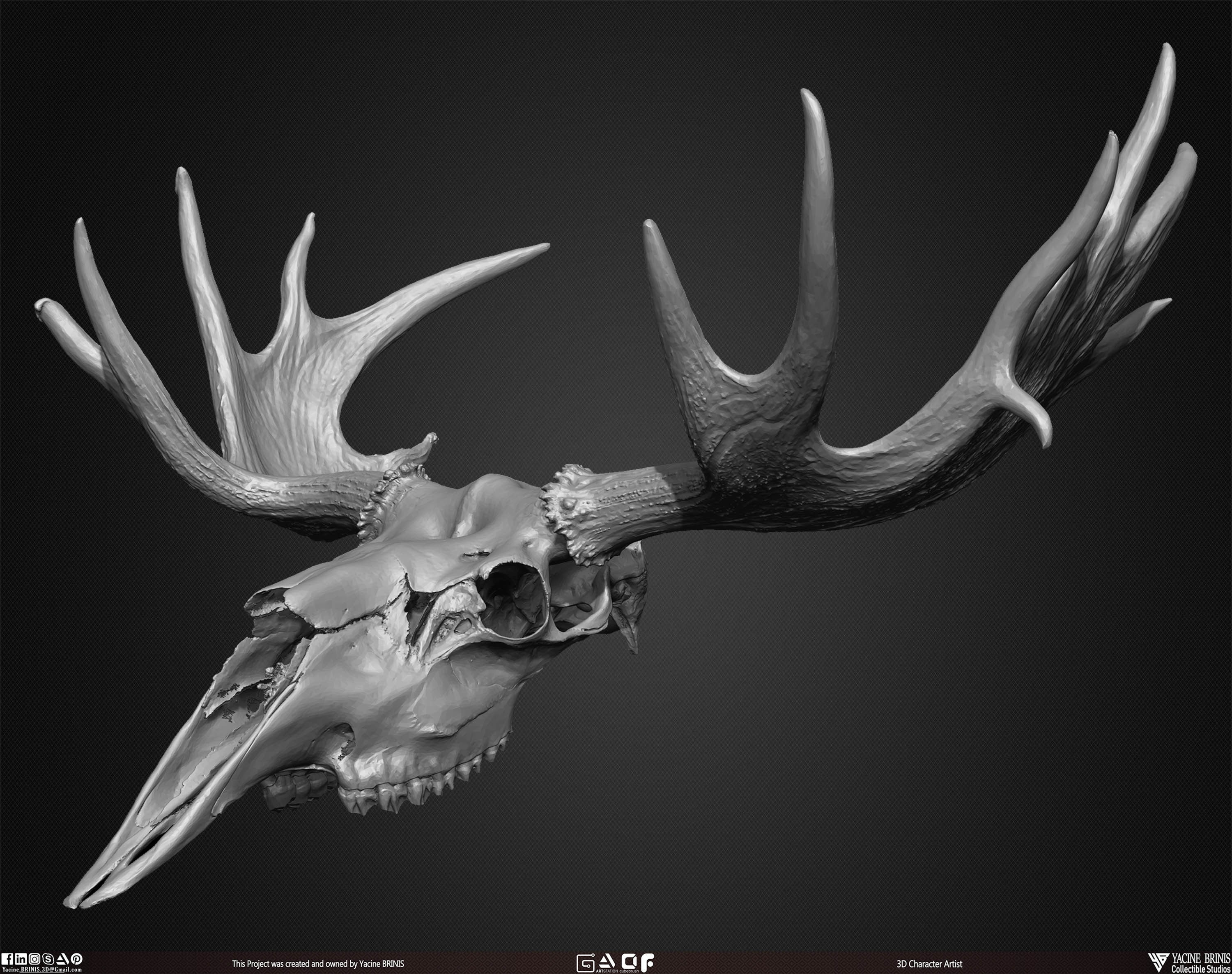 20 Animal Skulls Collection 01 Low-poly 3D model_28
