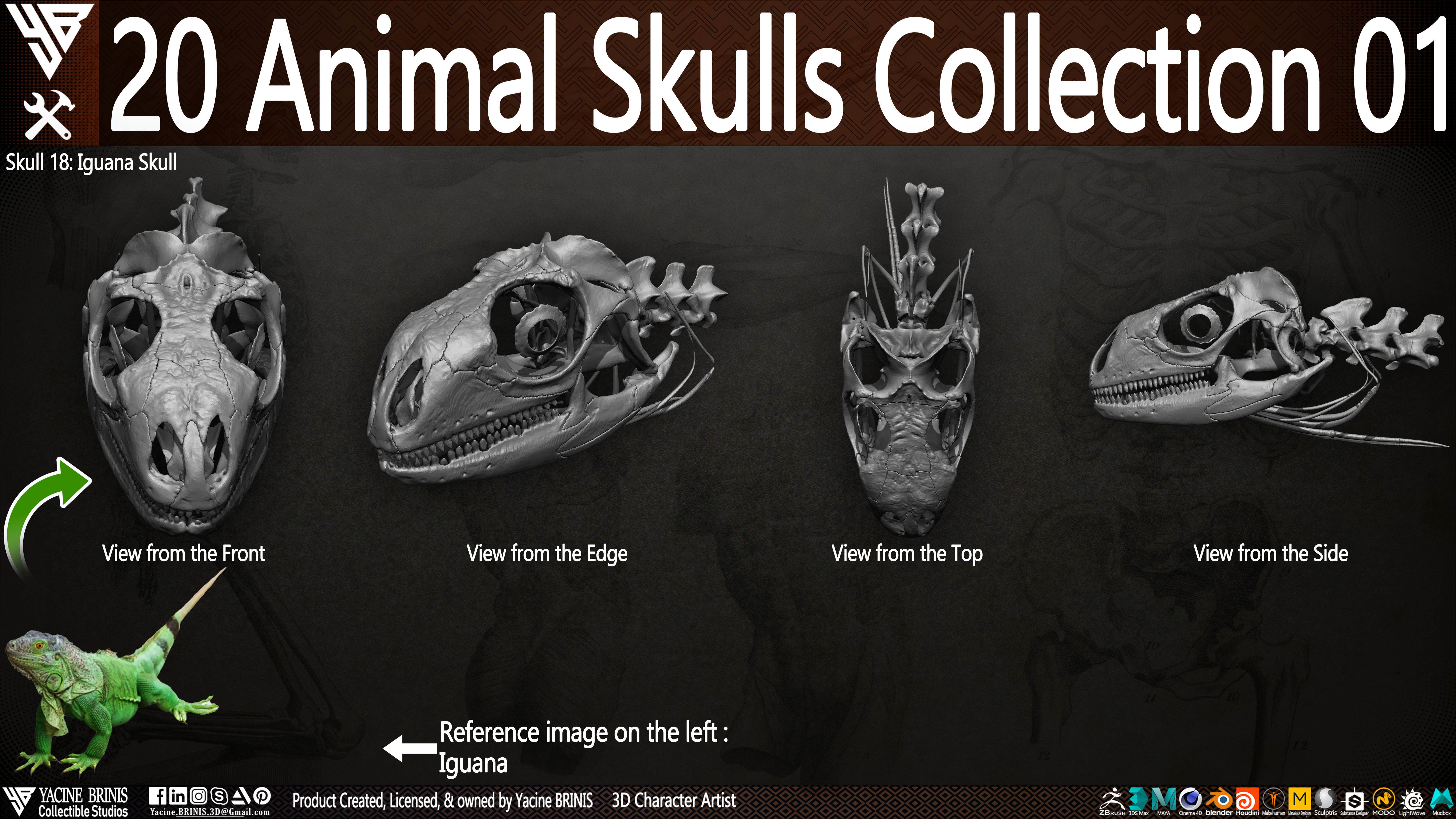20 Animal Skulls Collection 01 Low-poly 3D model_10