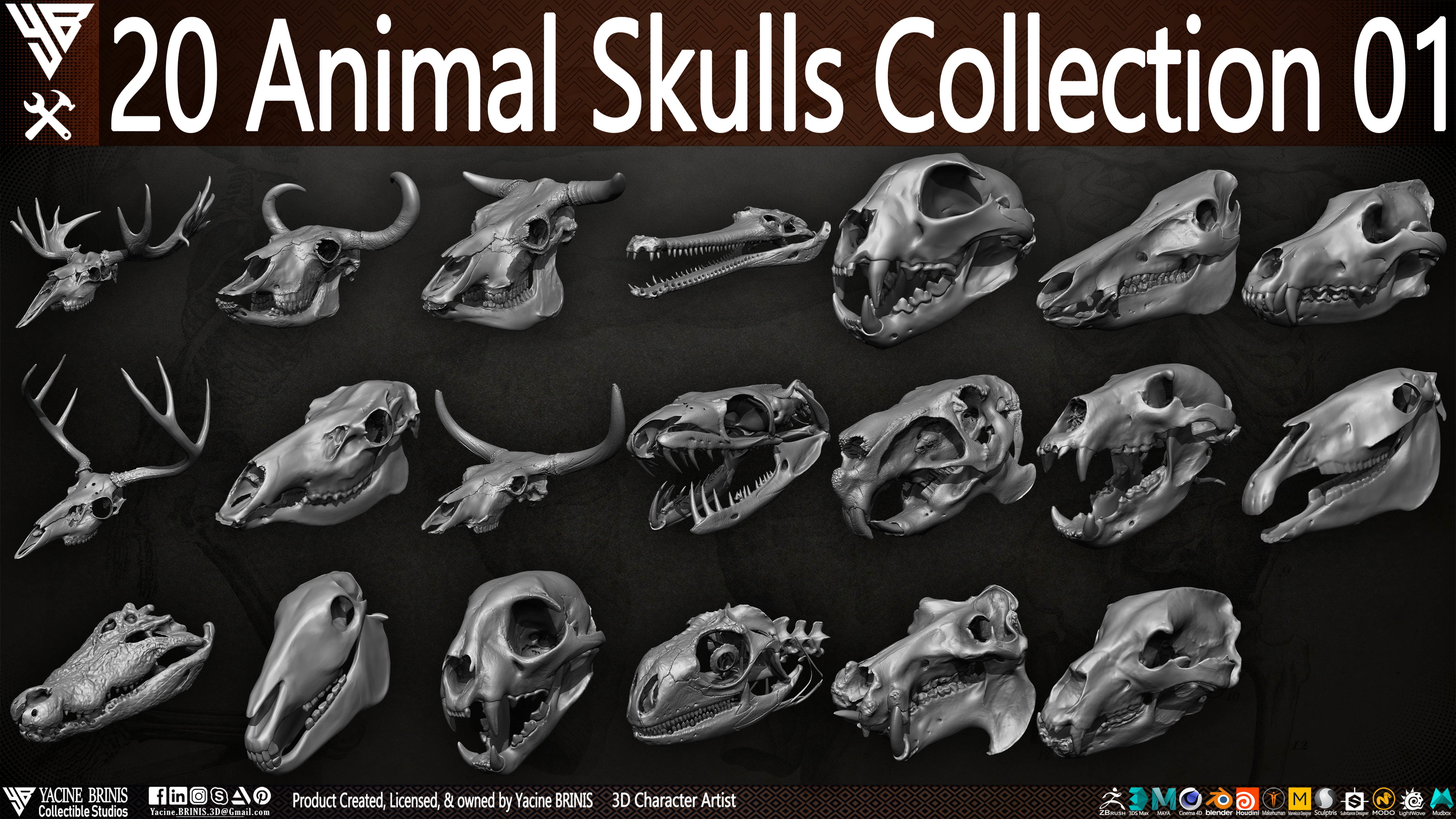 20 Animal Skulls Collection 01 Low-poly 3D model_4