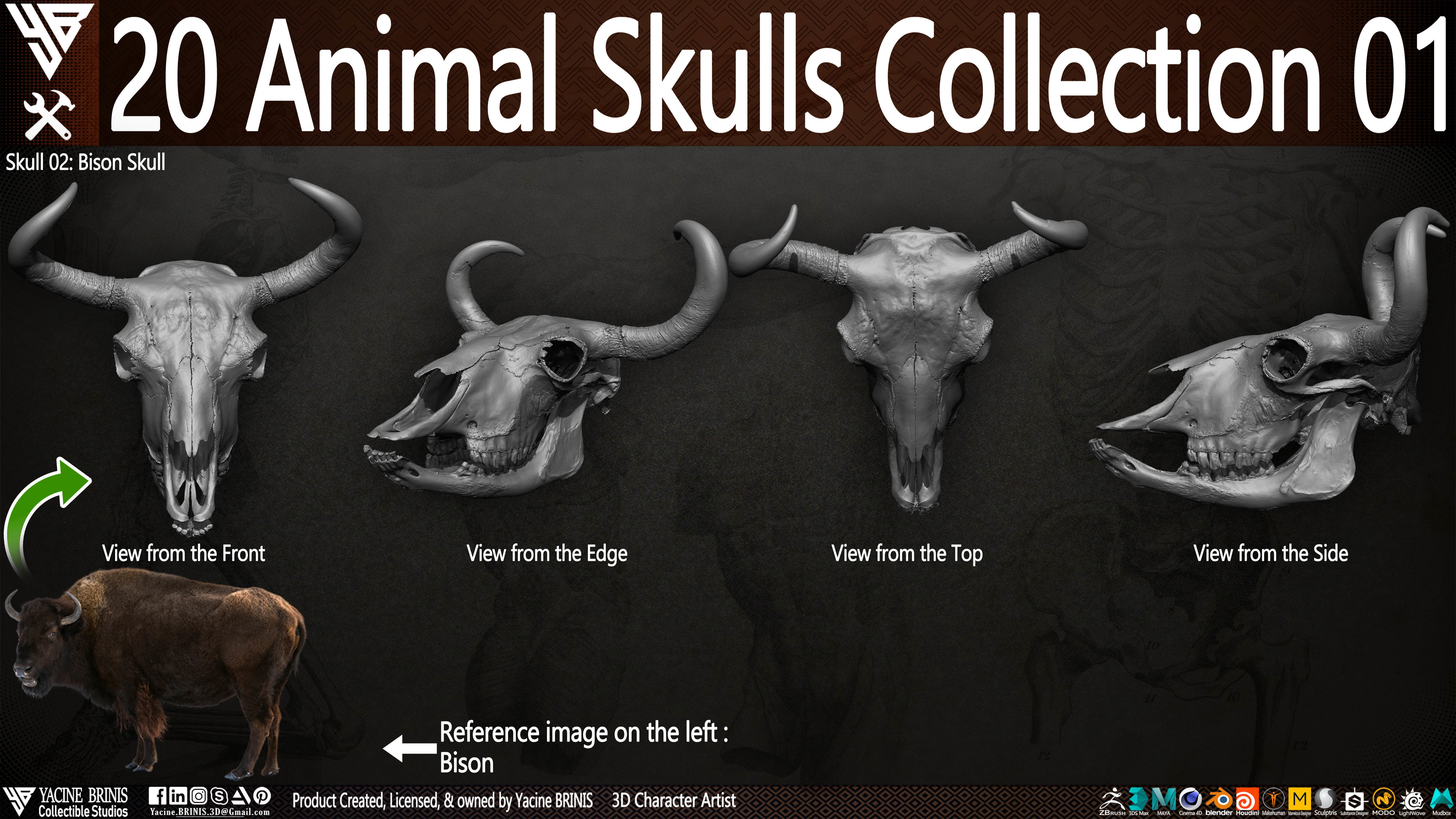 20 Animal Skulls Collection 01 Low-poly 3D model_21