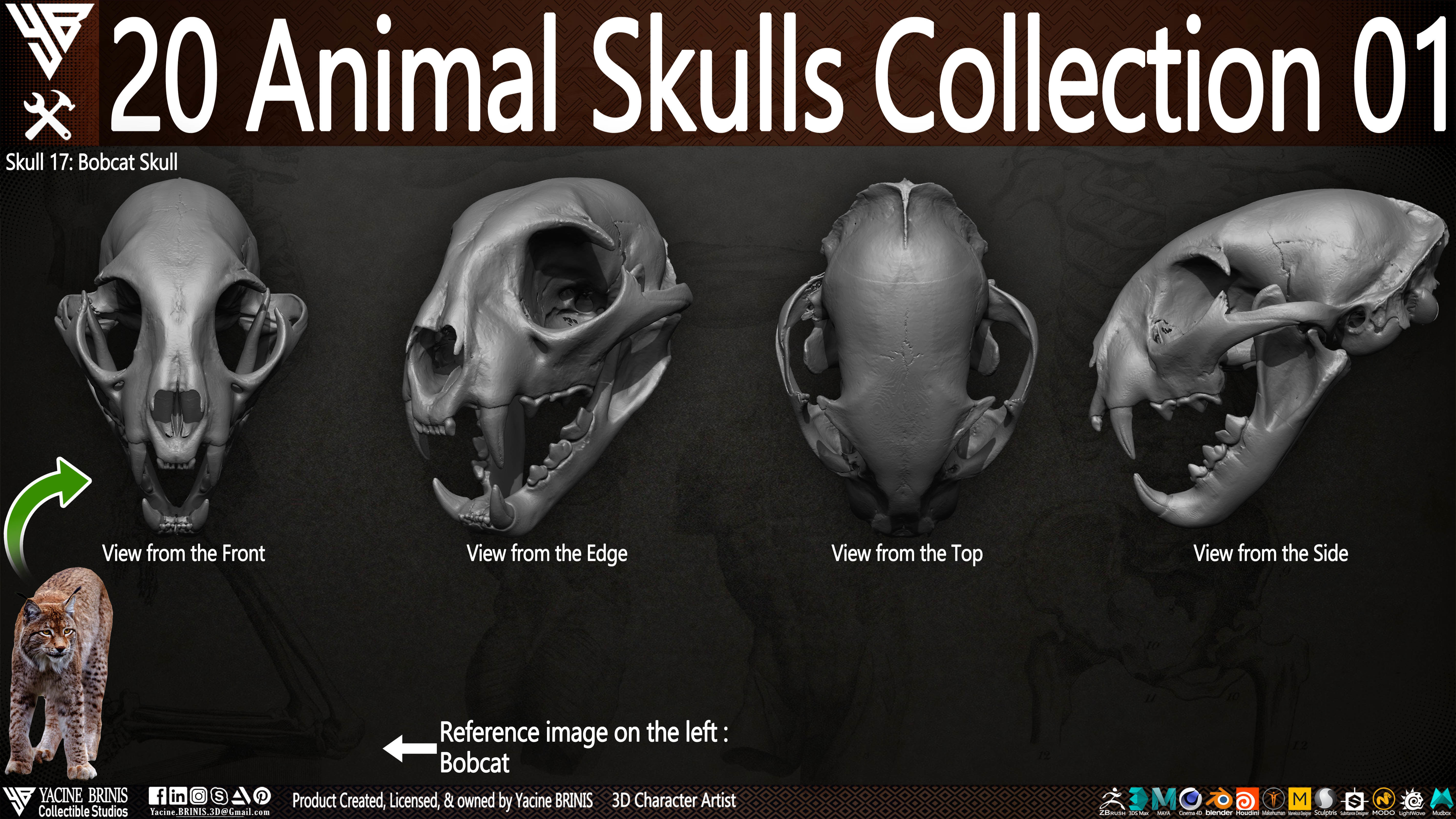 20 Animal Skulls Collection 01 Low-poly 3D model_7