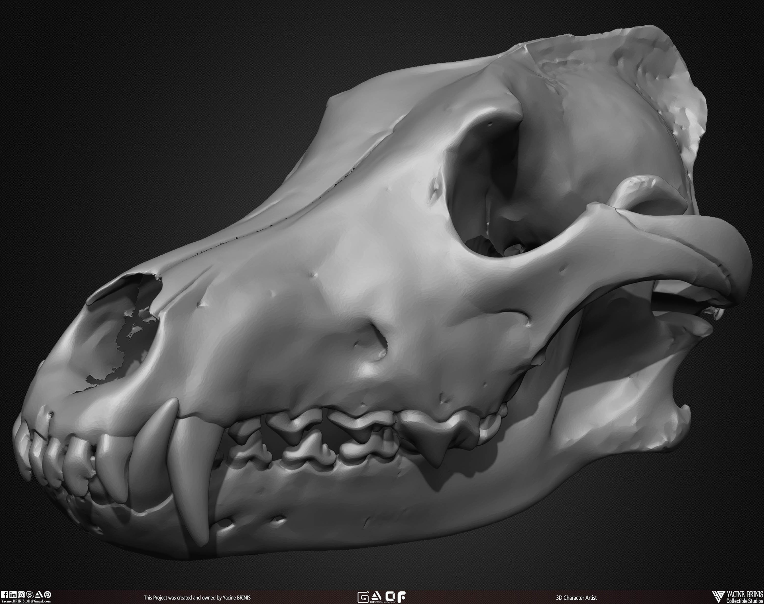 20 Animal Skulls Collection 01 Low-poly 3D model_37