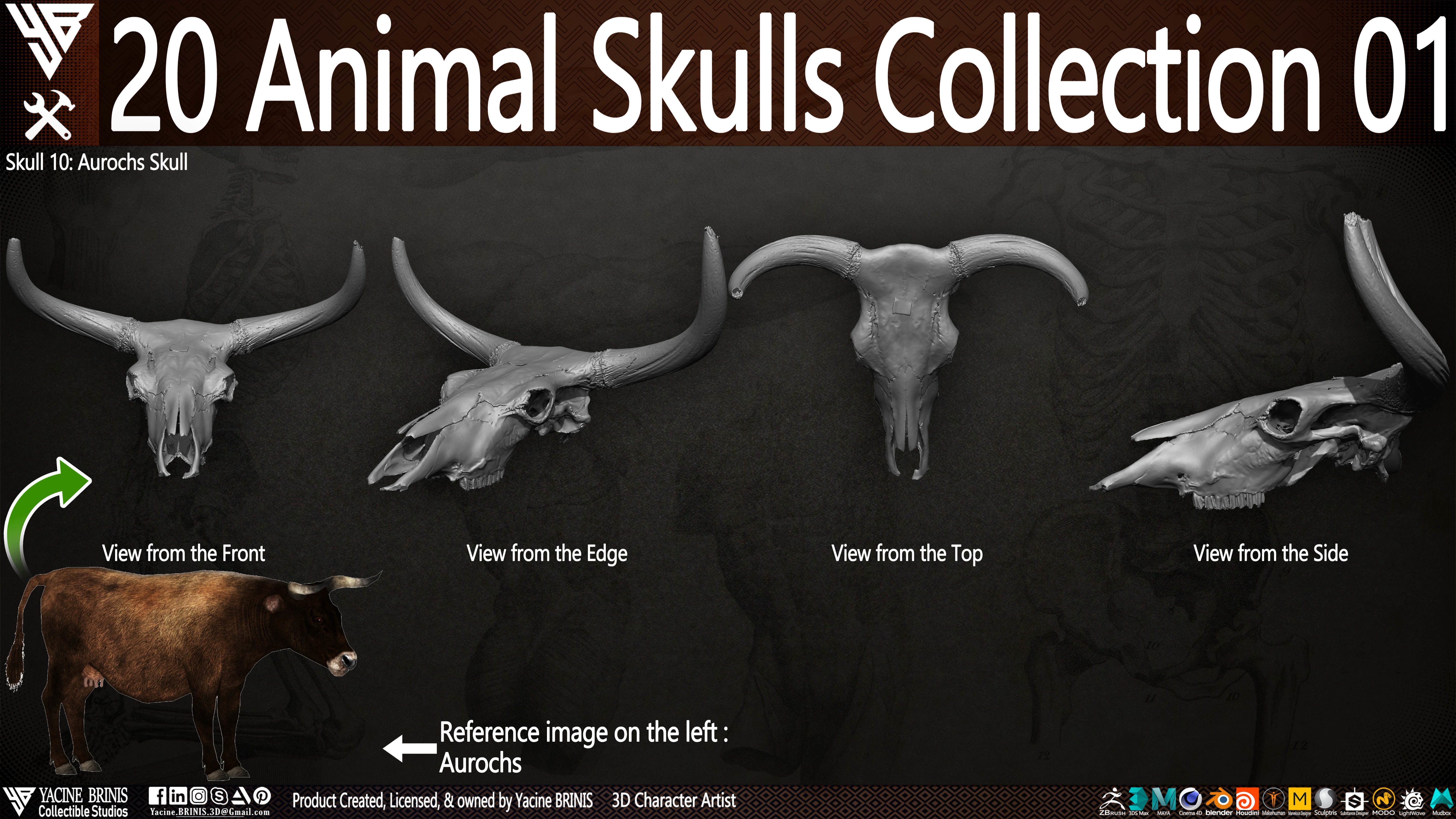 20 Animal Skulls Collection 01 Low-poly 3D model_17