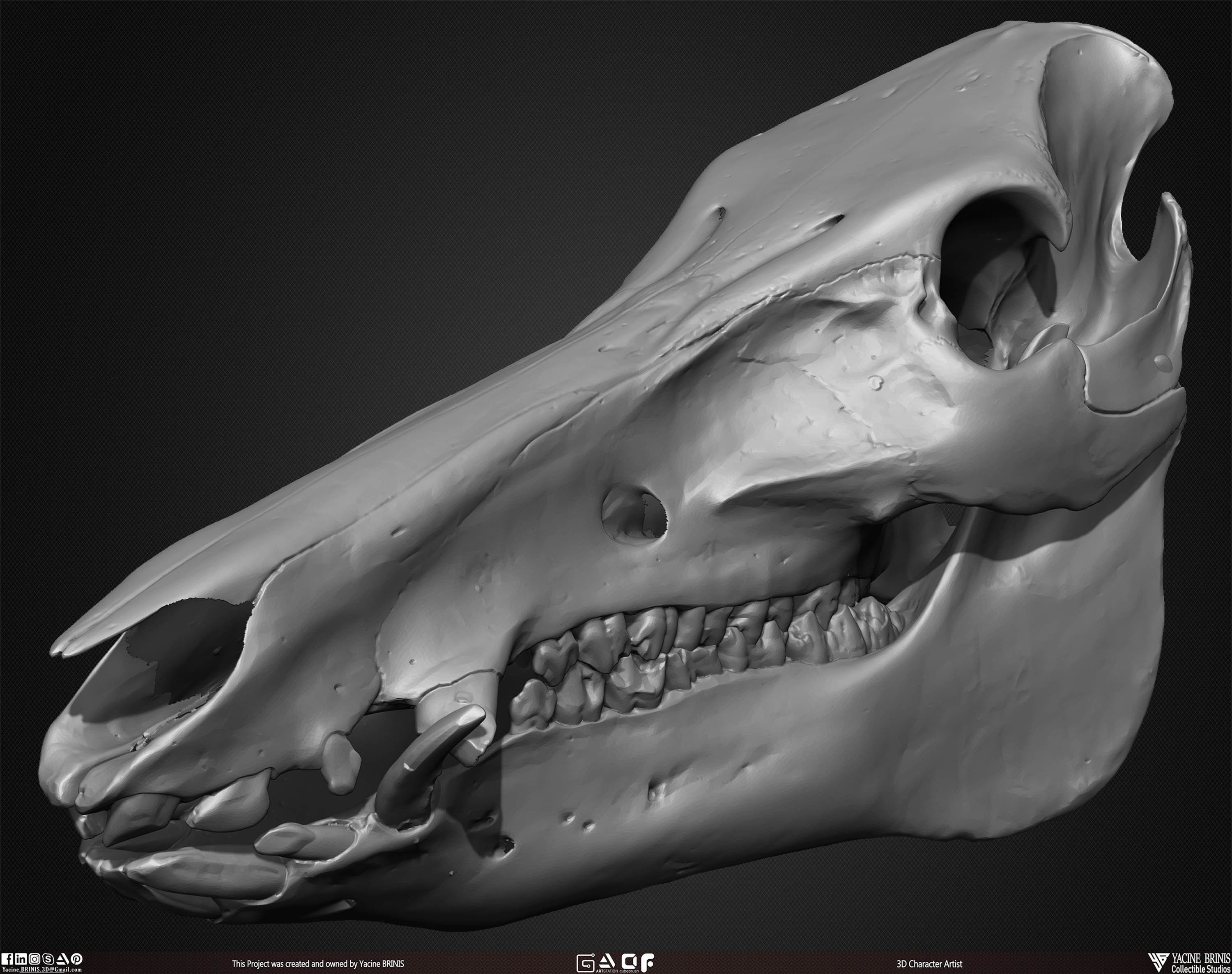 20 Animal Skulls Collection 01 Low-poly 3D model_36