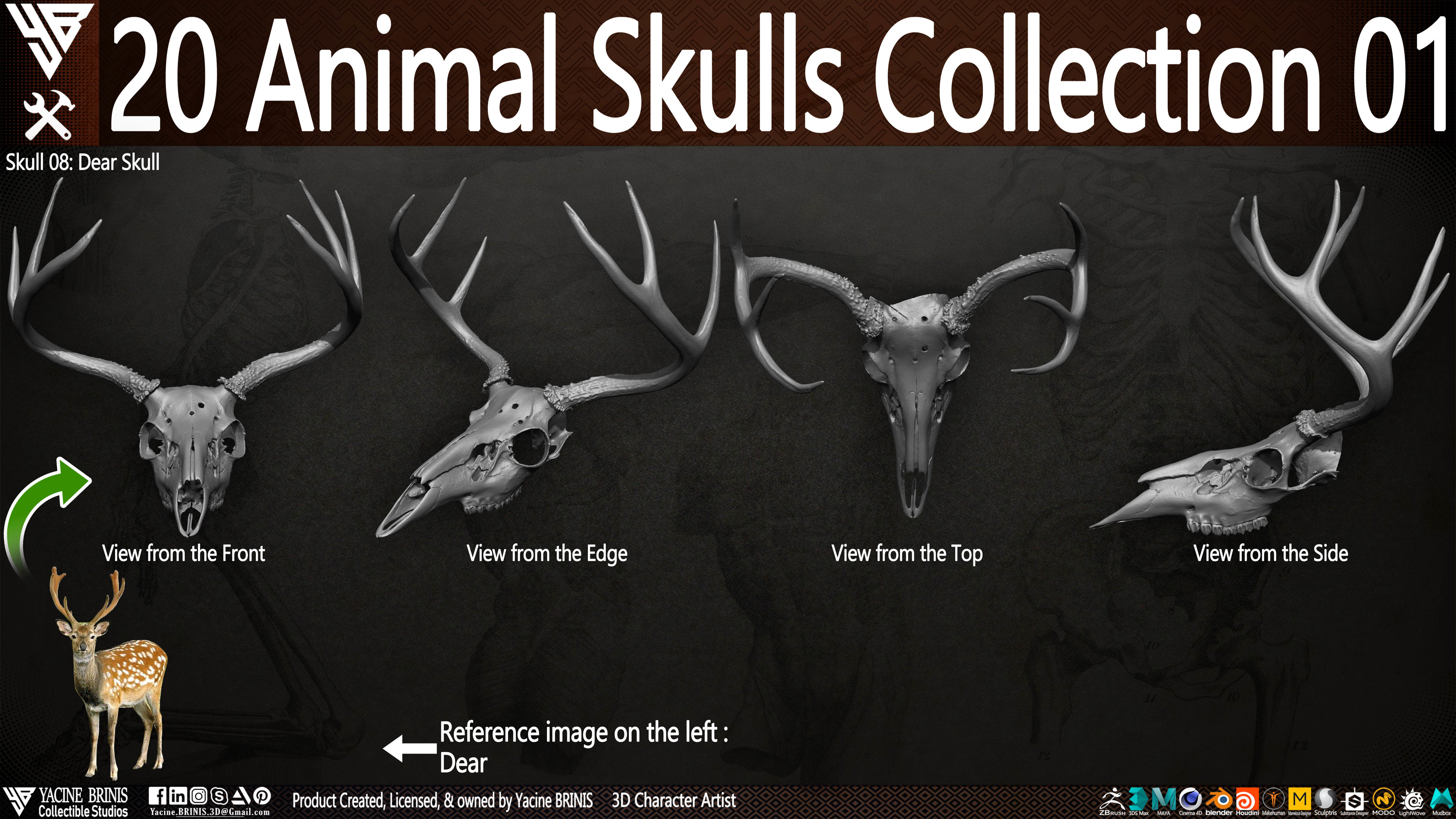 20 Animal Skulls Collection 01 Low-poly 3D model_19