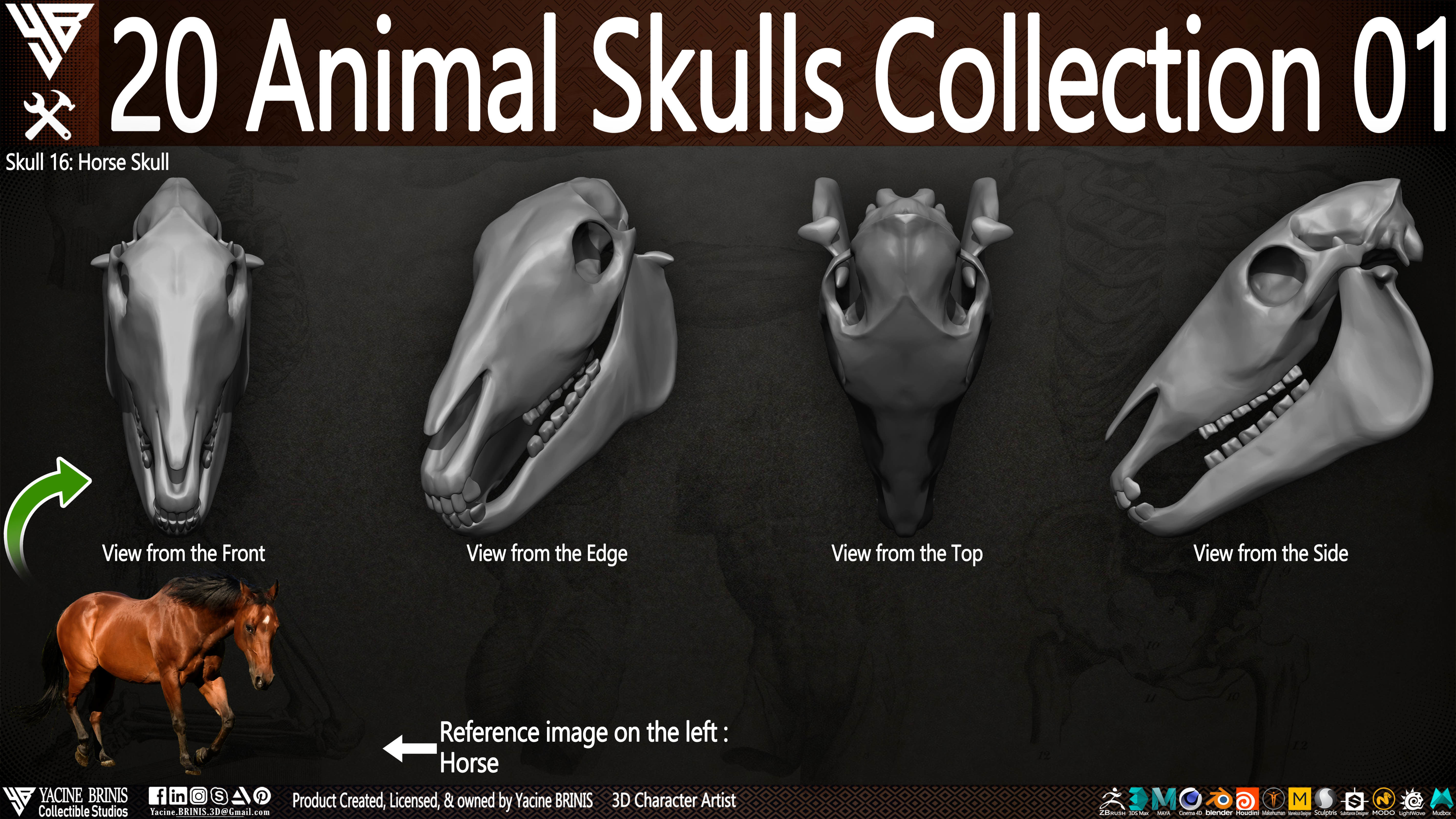 20 Animal Skulls Collection 01 Low-poly 3D model_8