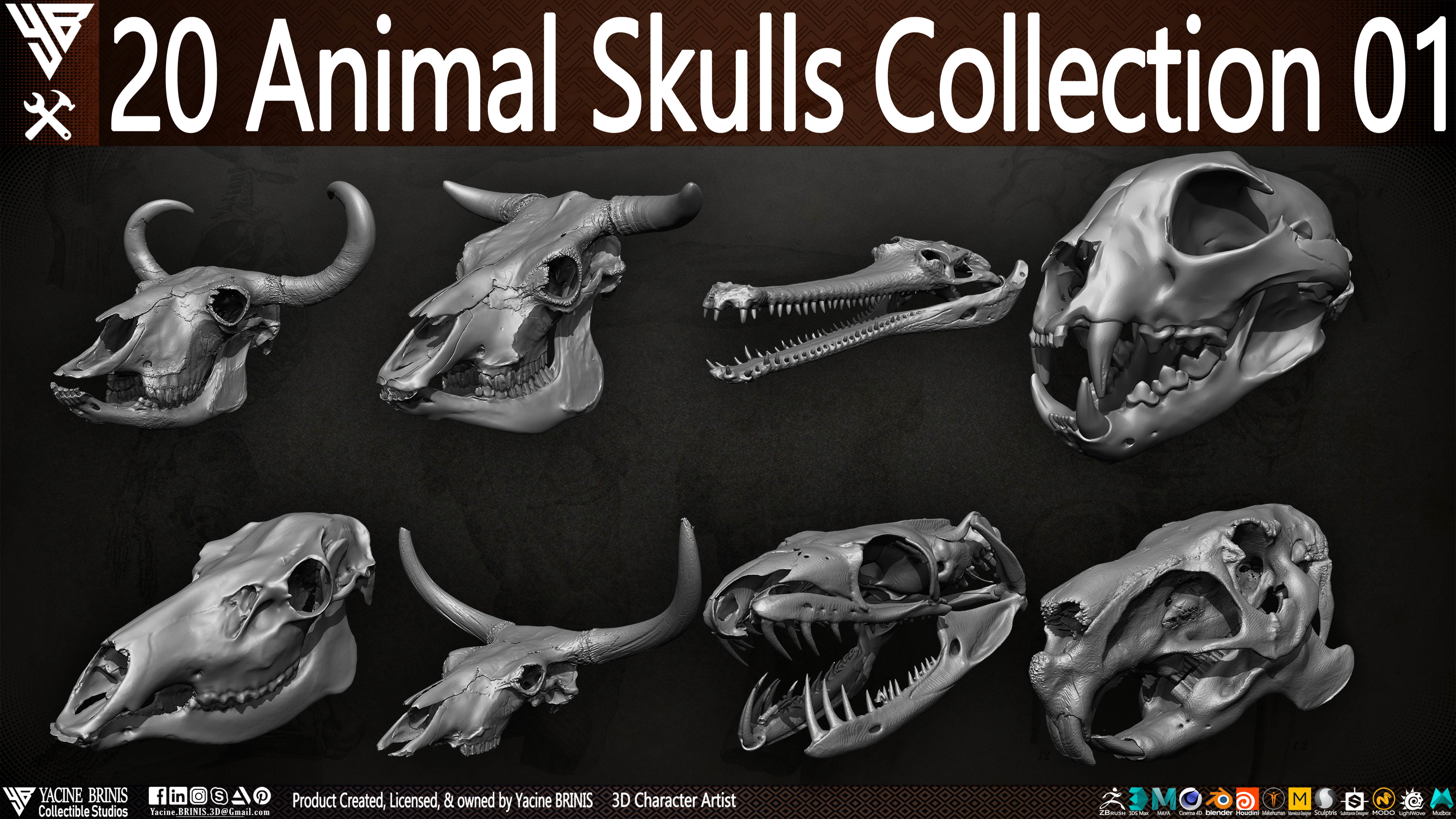 20 Animal Skulls Collection 01 Low-poly 3D model_24