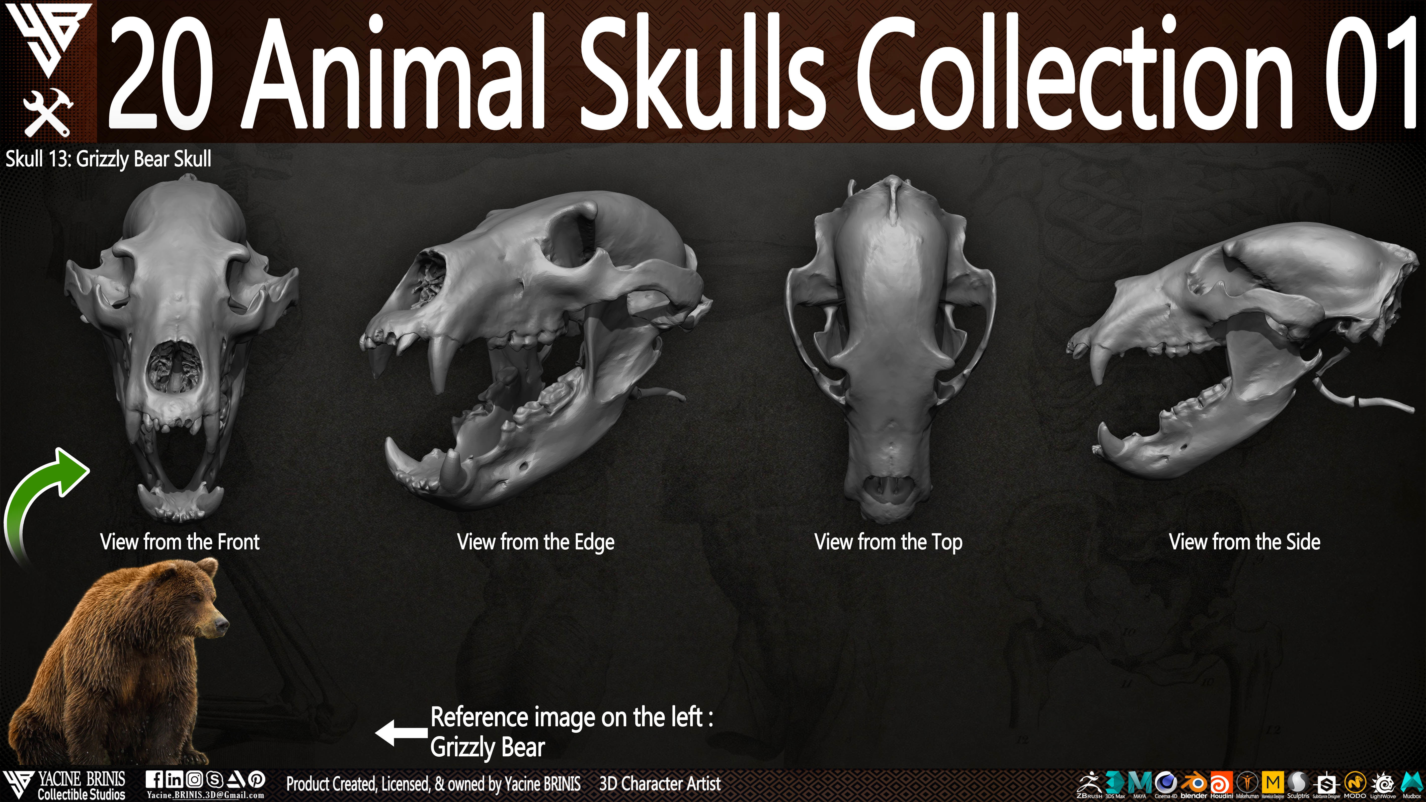 20 Animal Skulls Collection 01 Low-poly 3D model_11