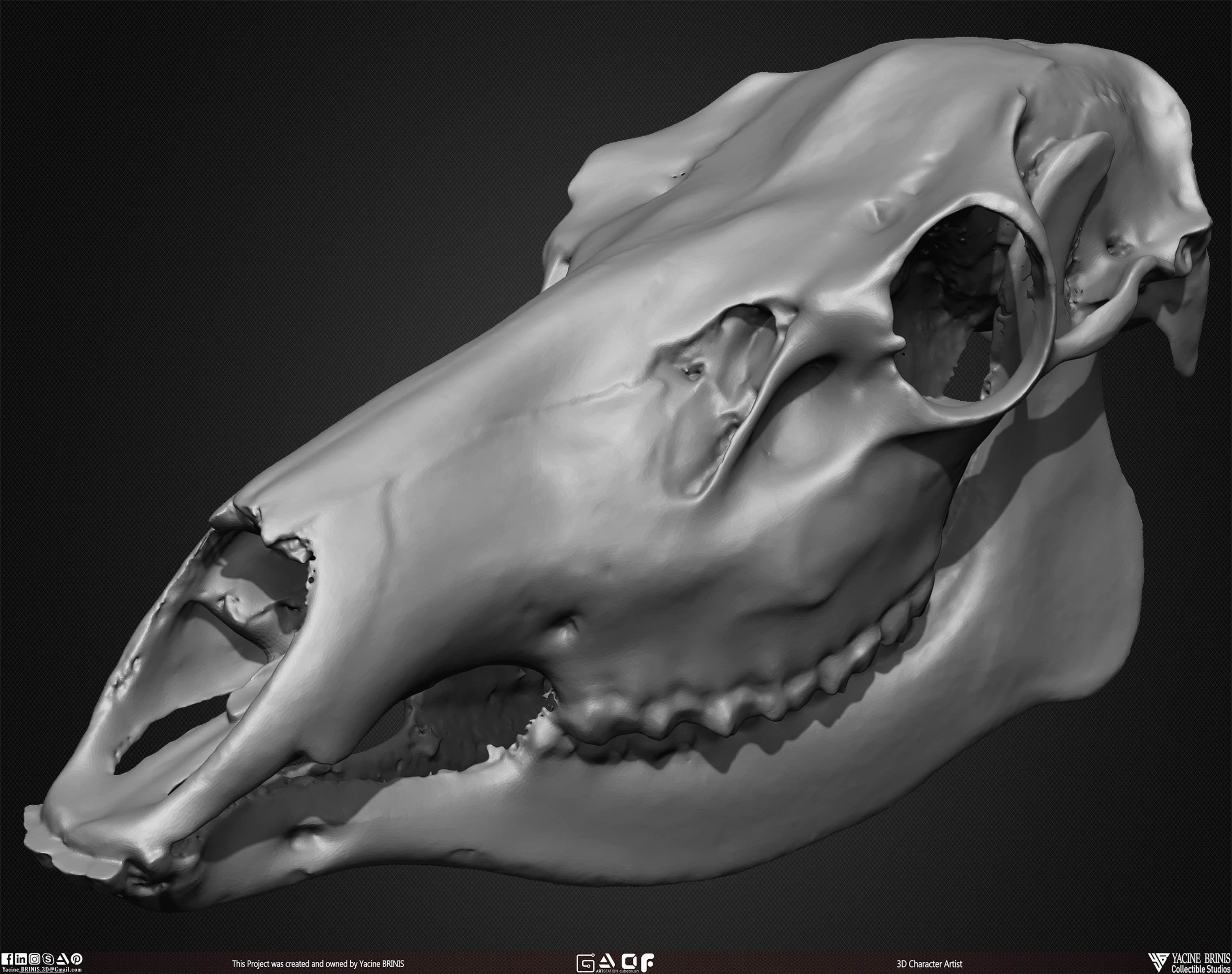 20 Animal Skulls Collection 01 Low-poly 3D model_38