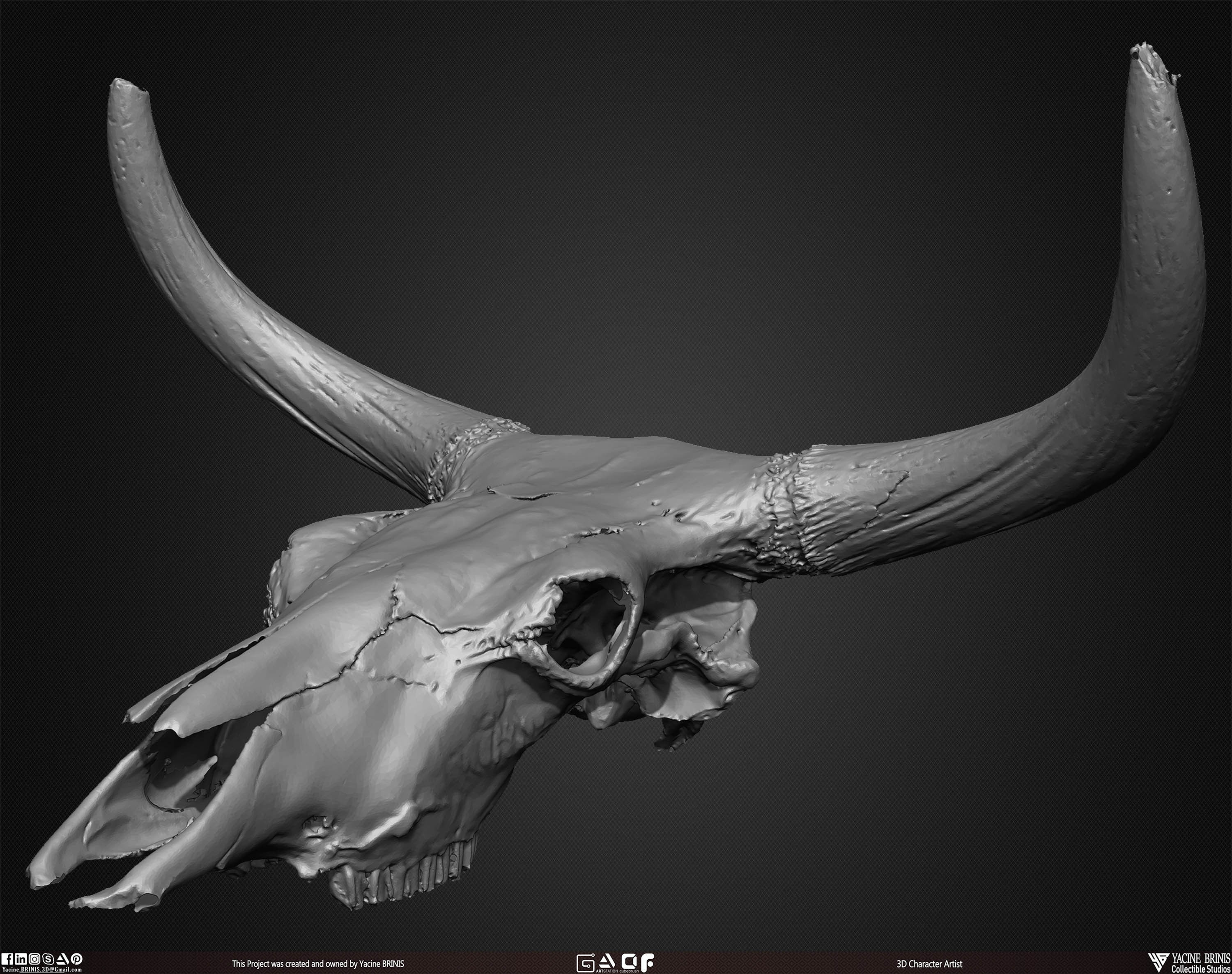 20 Animal Skulls Collection 01 Low-poly 3D model_42